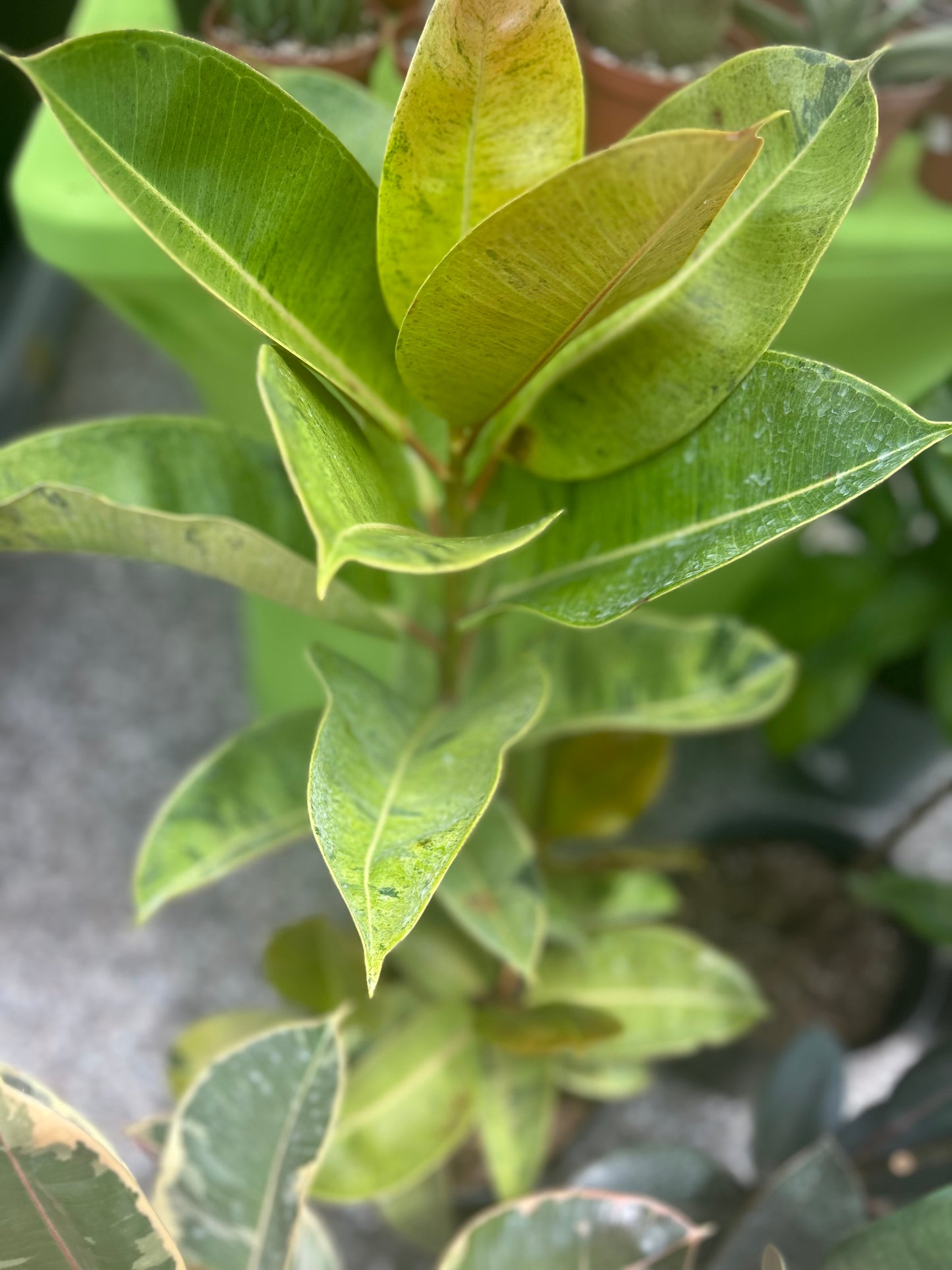 Ficus Shivereana 'Moonshine'