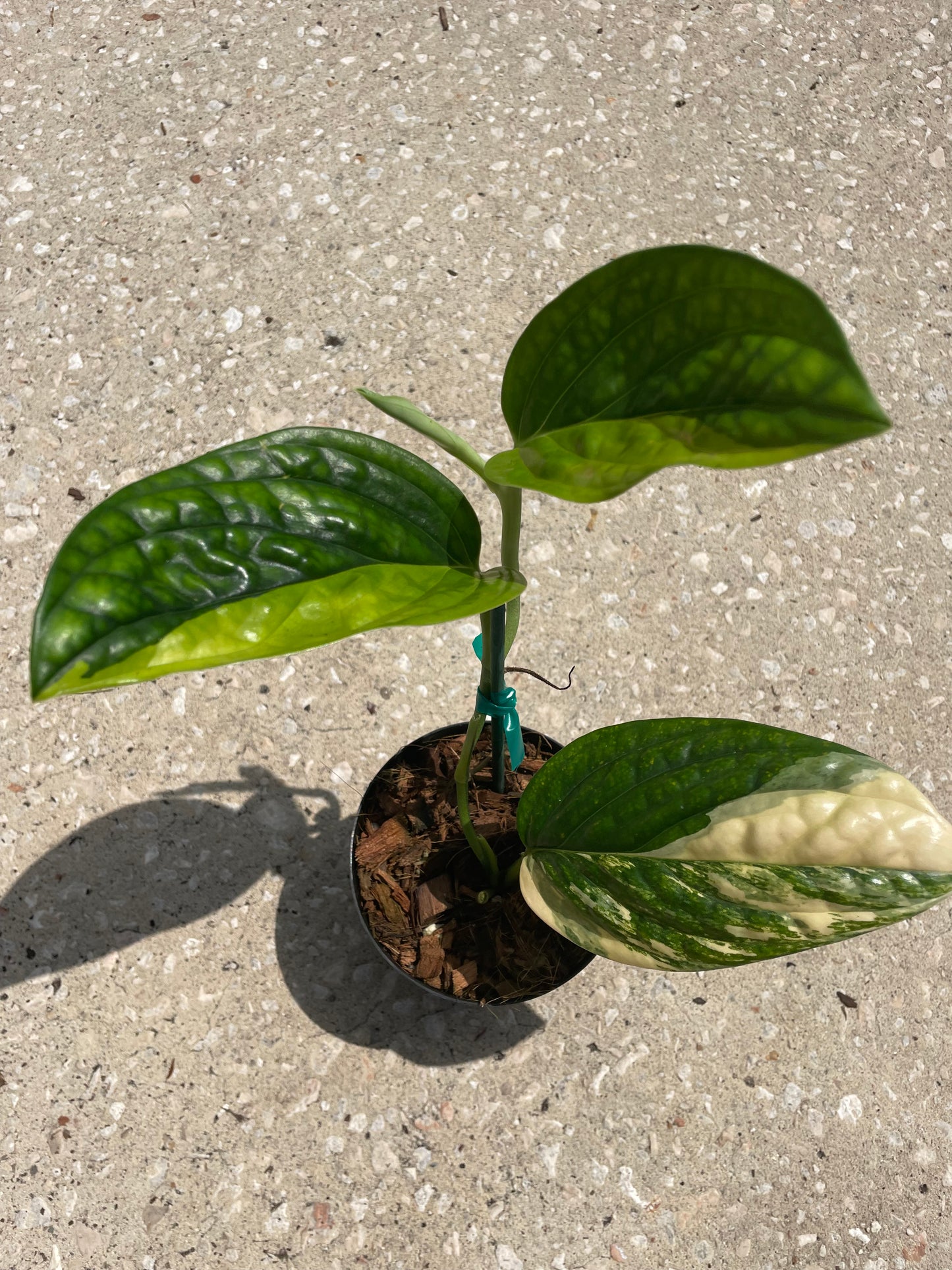 Monstera 'Peru Variegated'