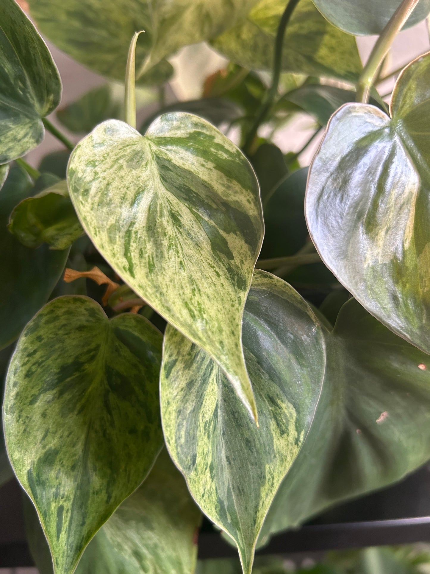 Philodendron 'Cordatum Heartleaf' Variegated