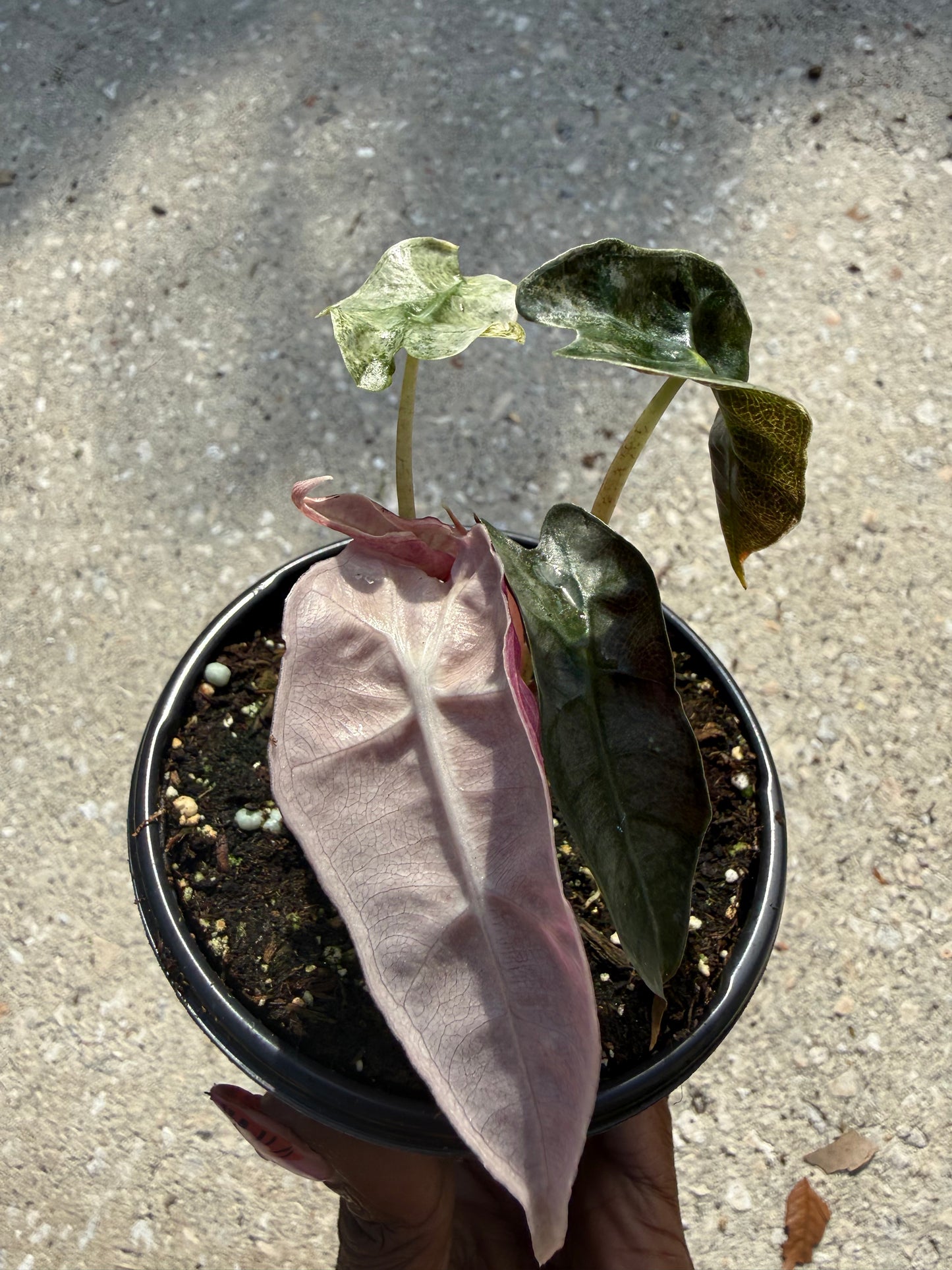 Alocasia Polly Pink Ghost