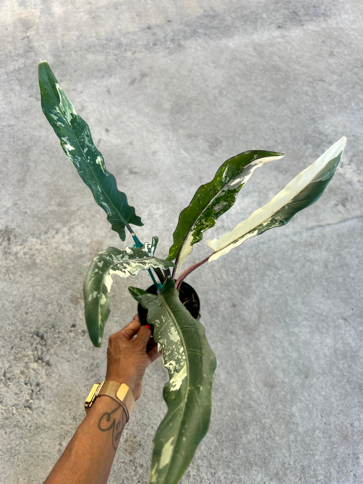 Alocasia Lauterbachiana Variegated Albo