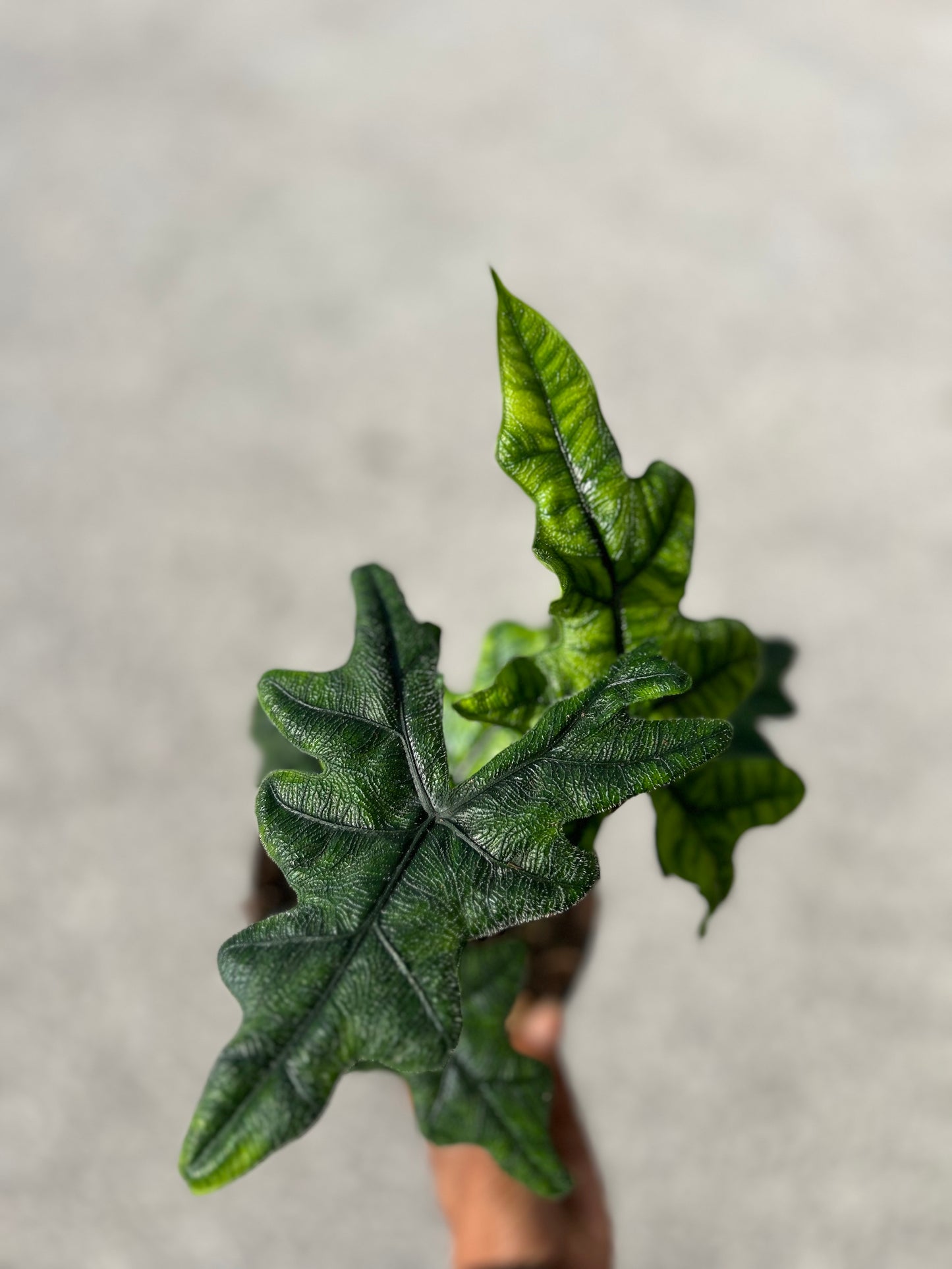 Alocasia ' Tandurusa,' (Jacklyn)