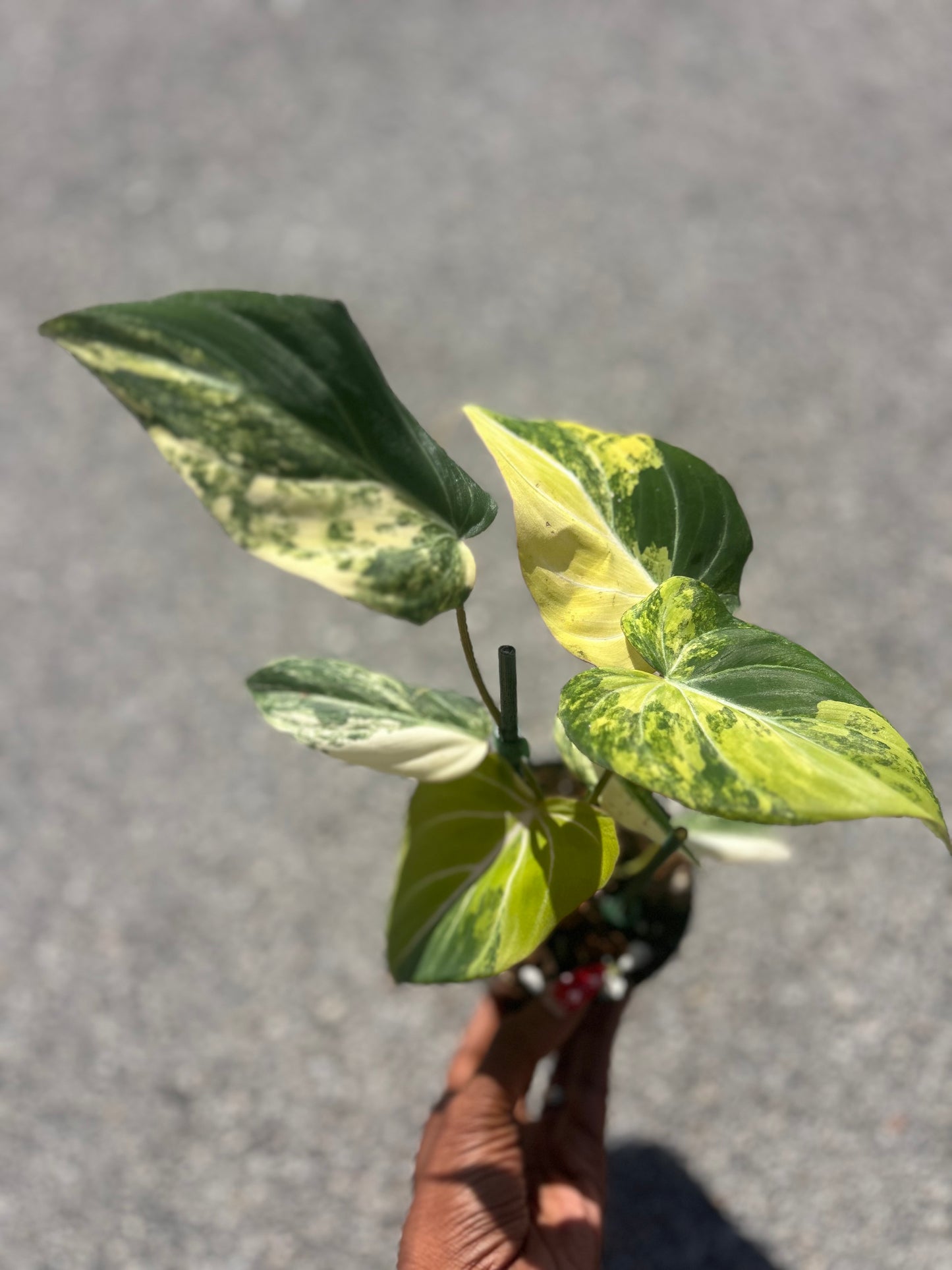 Philodendron Gloriosum Galaxy