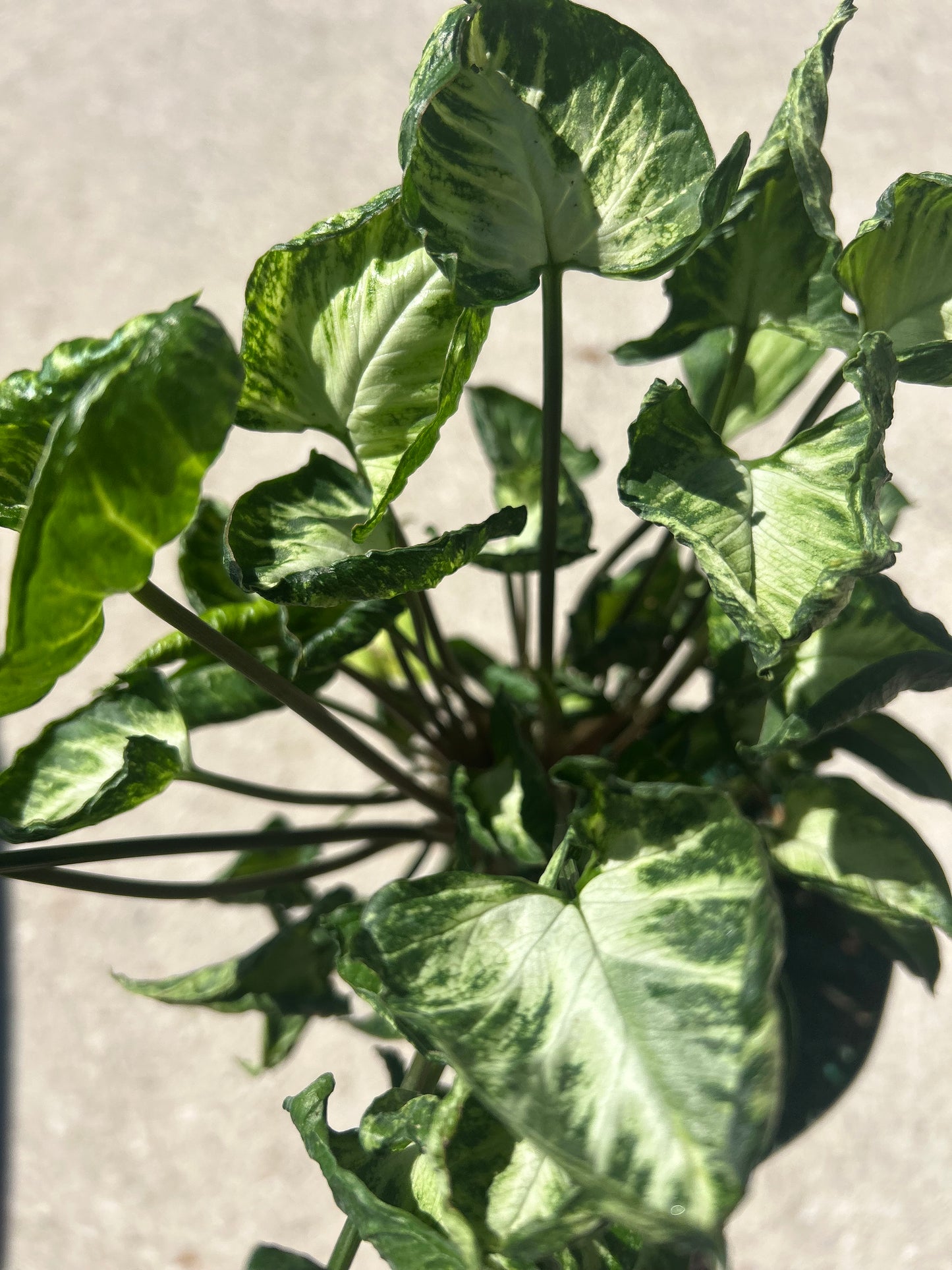 Syngonium Godzilla