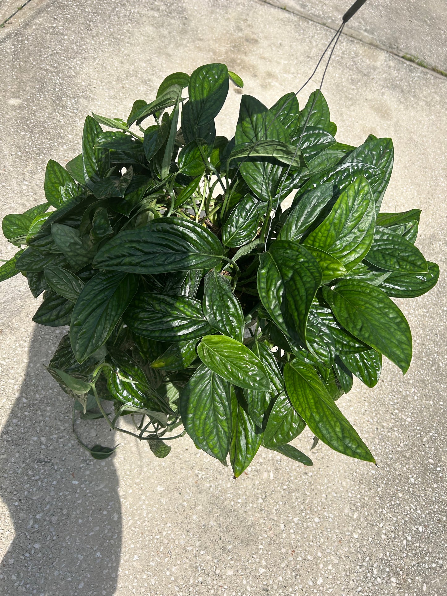 Monstera 'Peru'