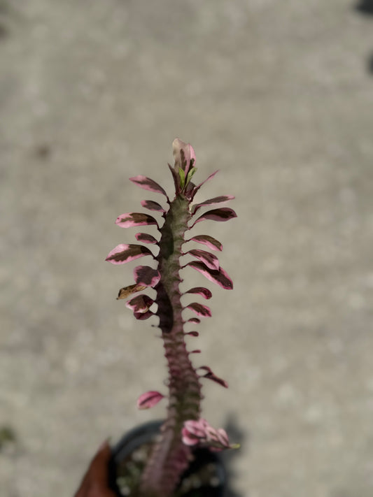 Euphorbia 'Trigona Royal Red'