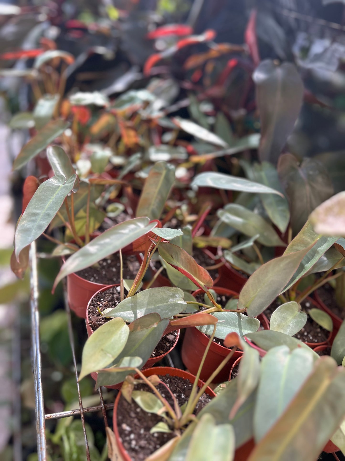 Philodendron 'Atabapoense'