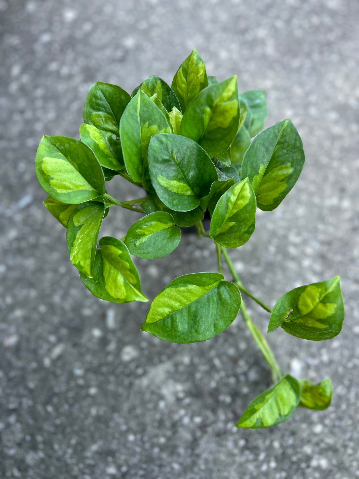 Pothos-Epipremnum Aureum ‘Global Green'