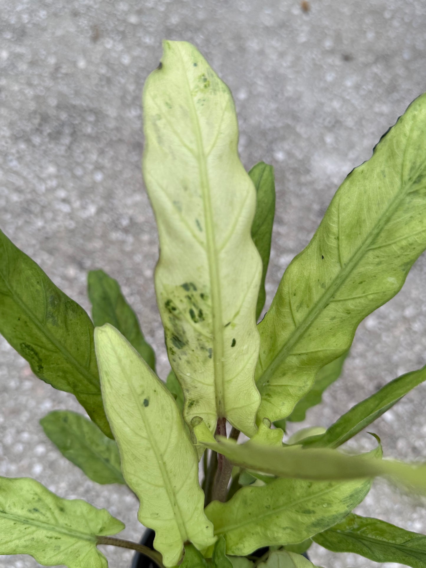 Alocasia Lauterbachiana Variegated Aurea