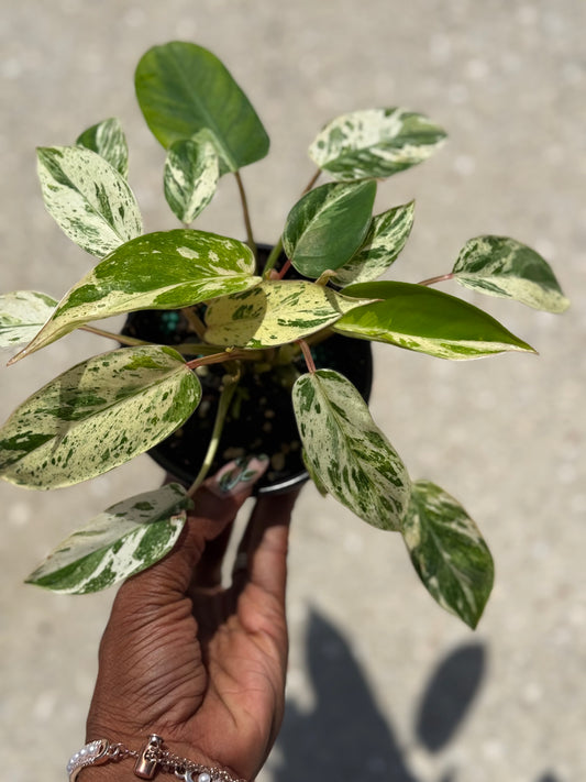 Philodendron 'Emerald King'