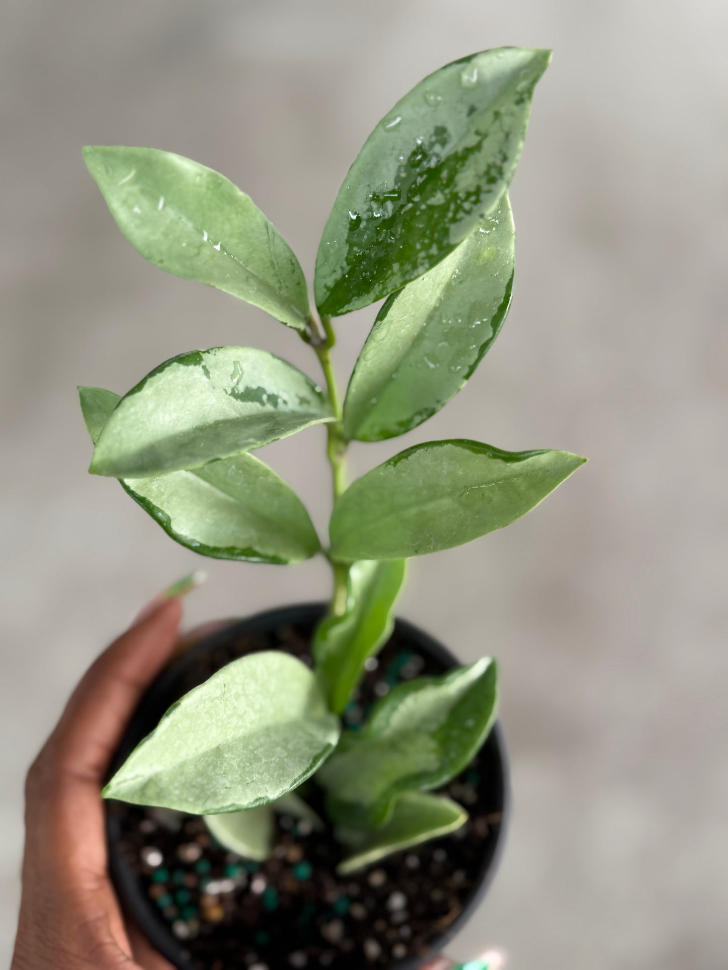 Hoya 'Silver Moon'