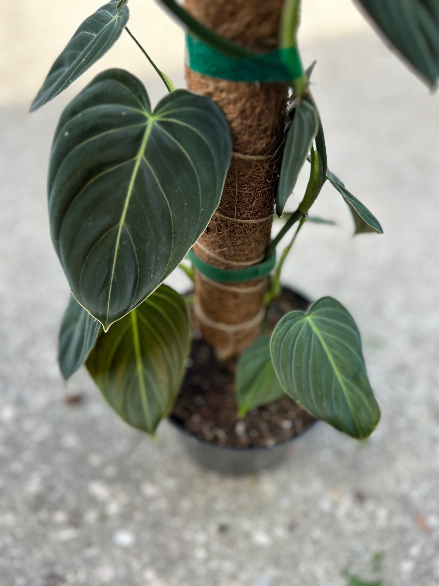 Philodendron Melanochrysum