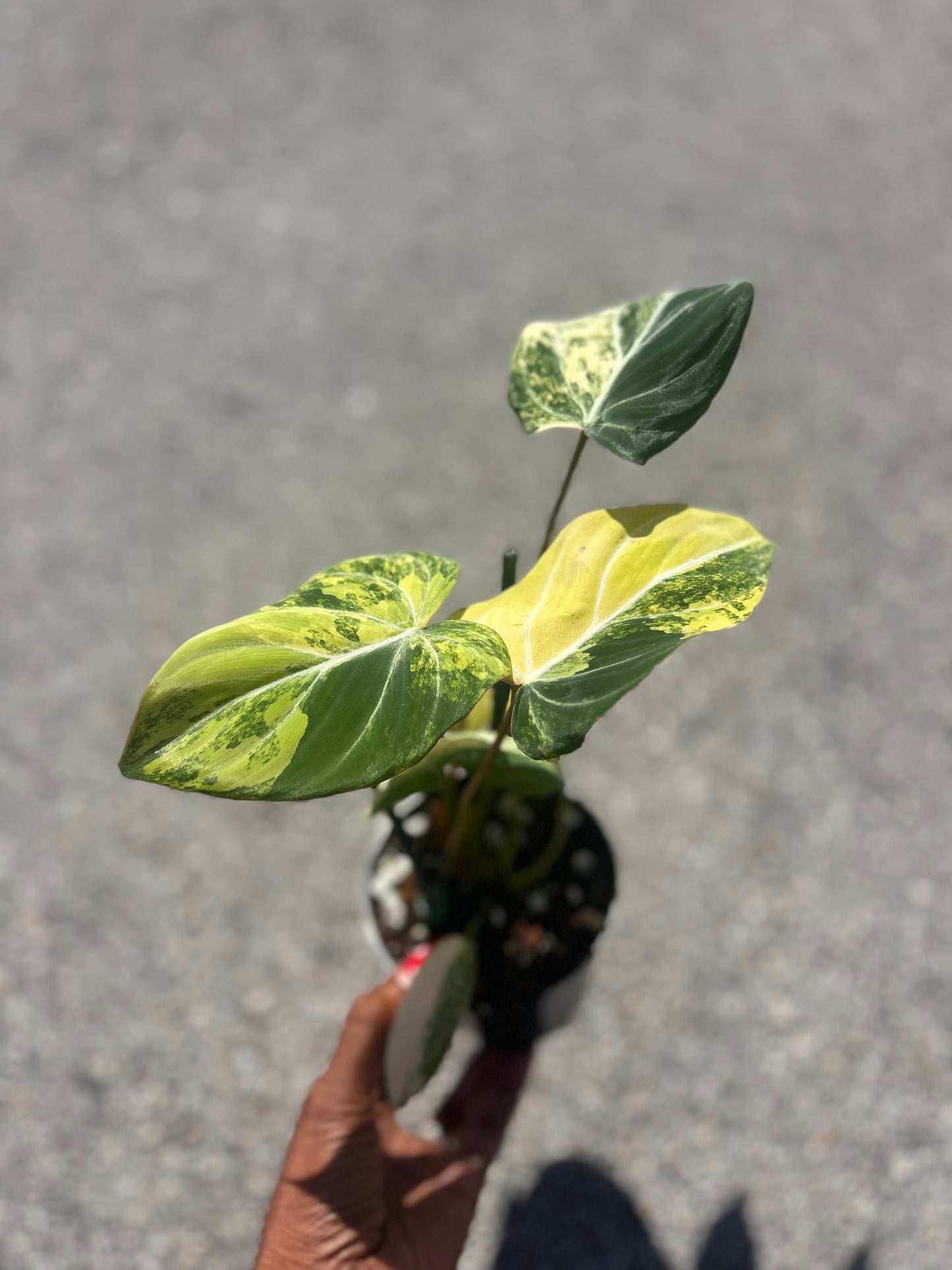 Philodendron Gloriosum Galaxy