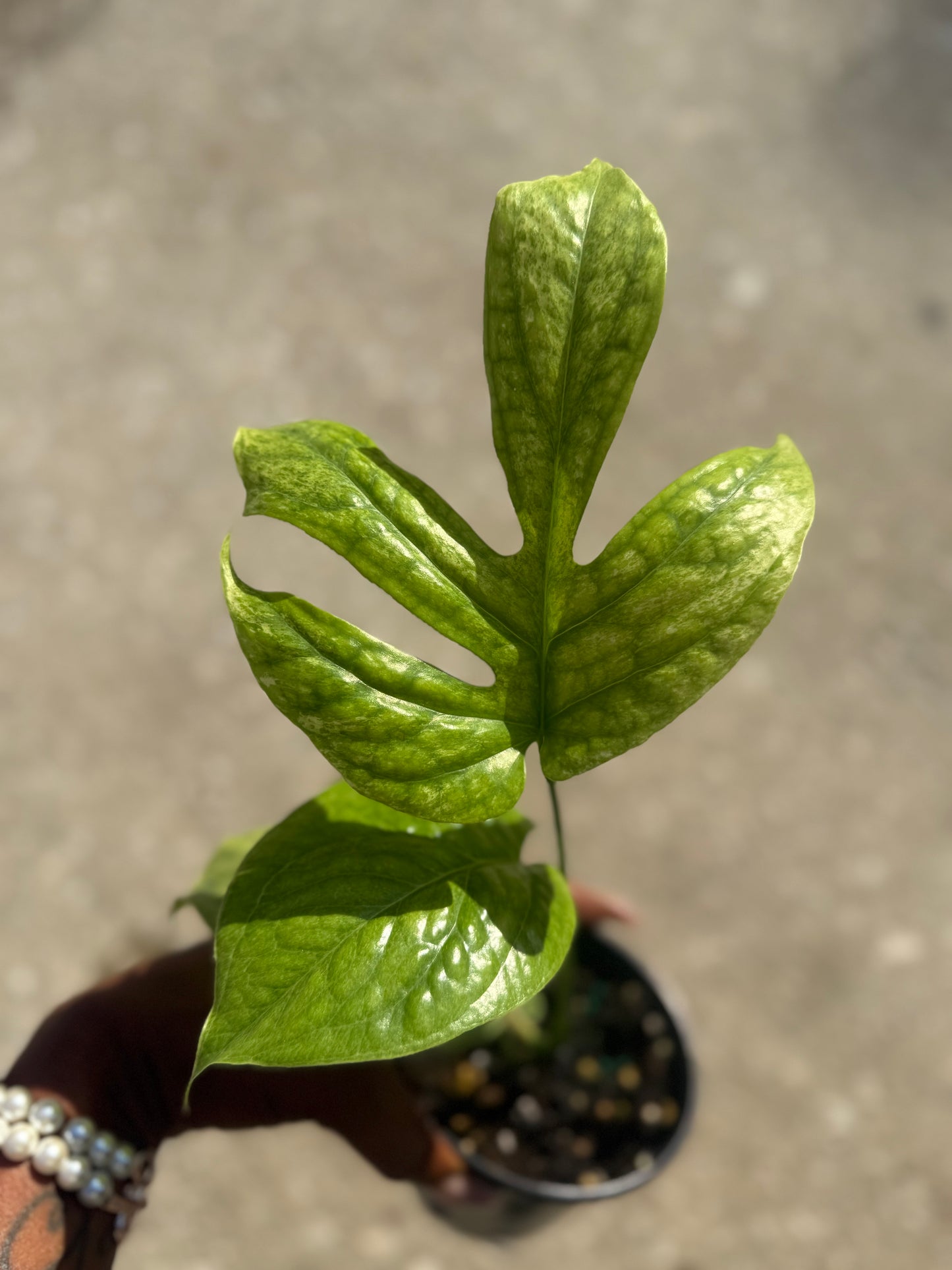 Amydrium 'Medium' Mint