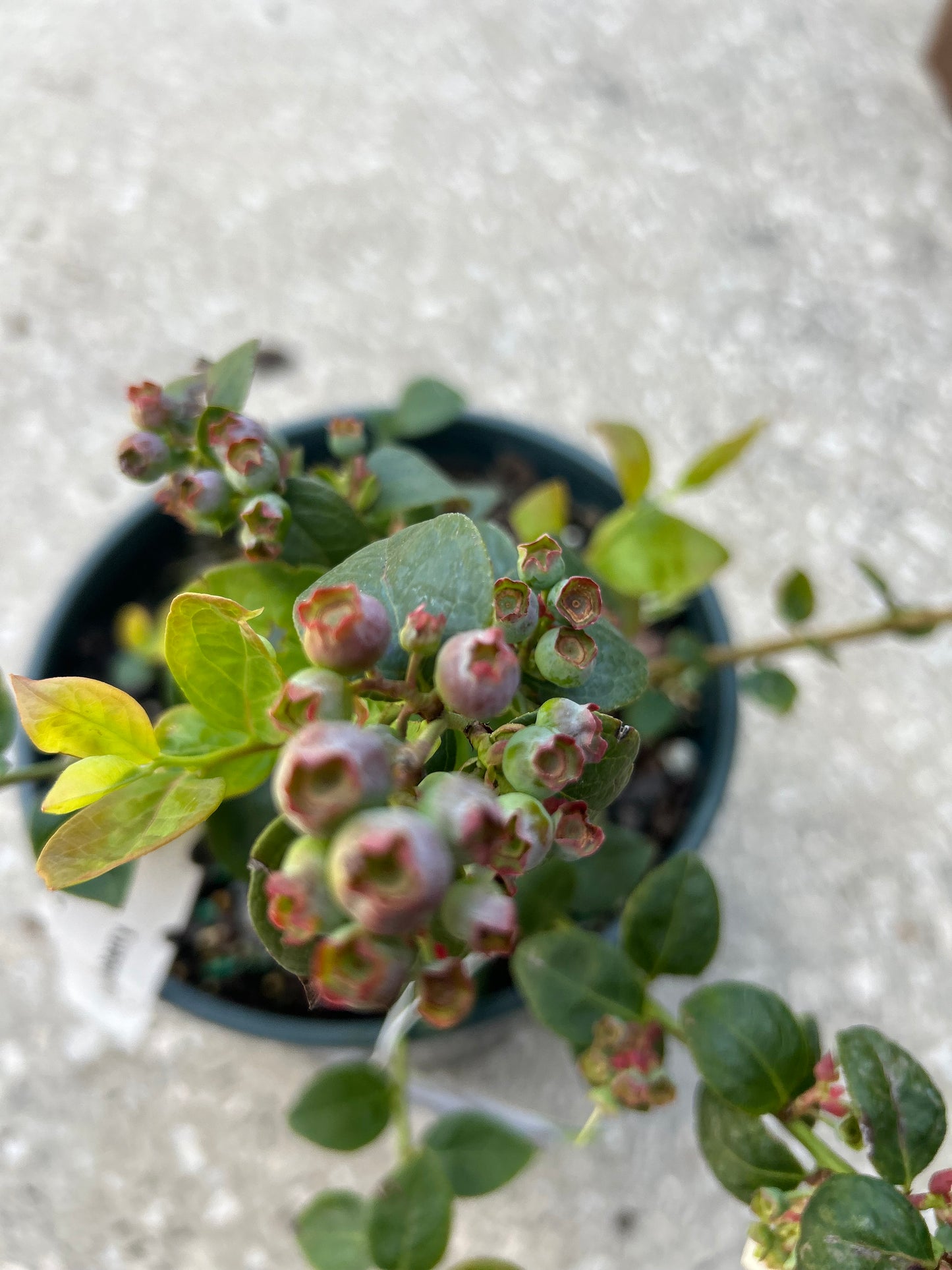 Blueberries-Sunshine Blue