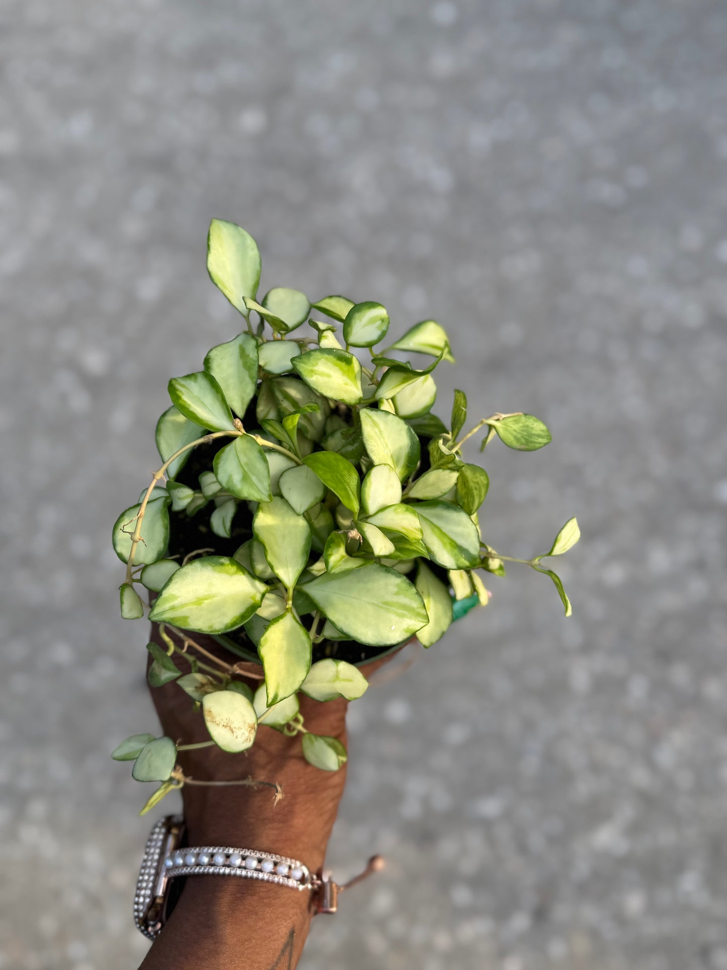 Hoya Heuschkeliana Variegata