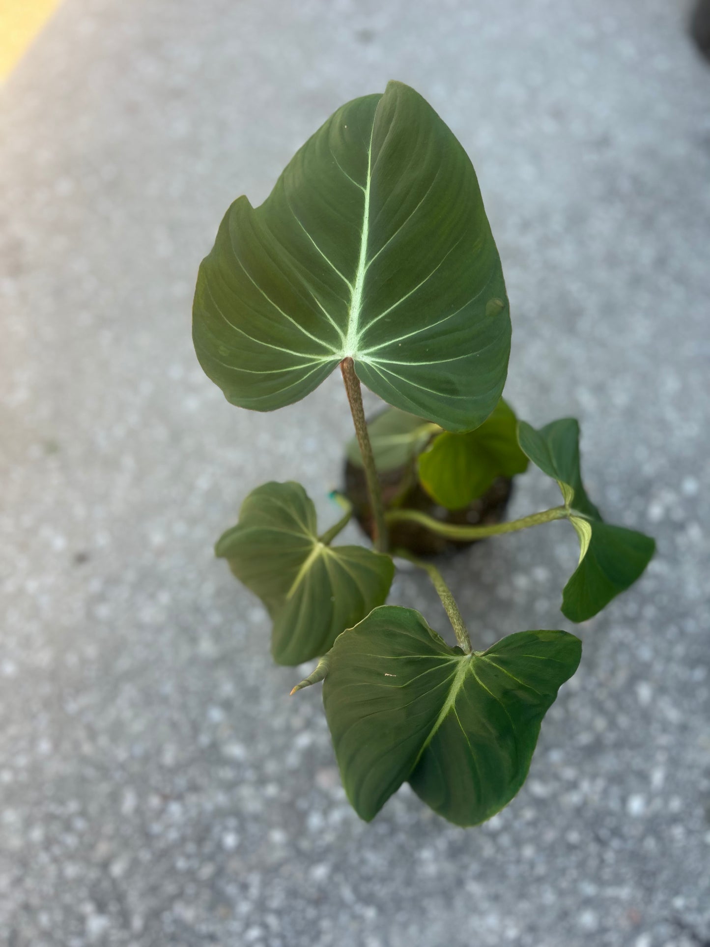 Philodendron 'Gloriousum'