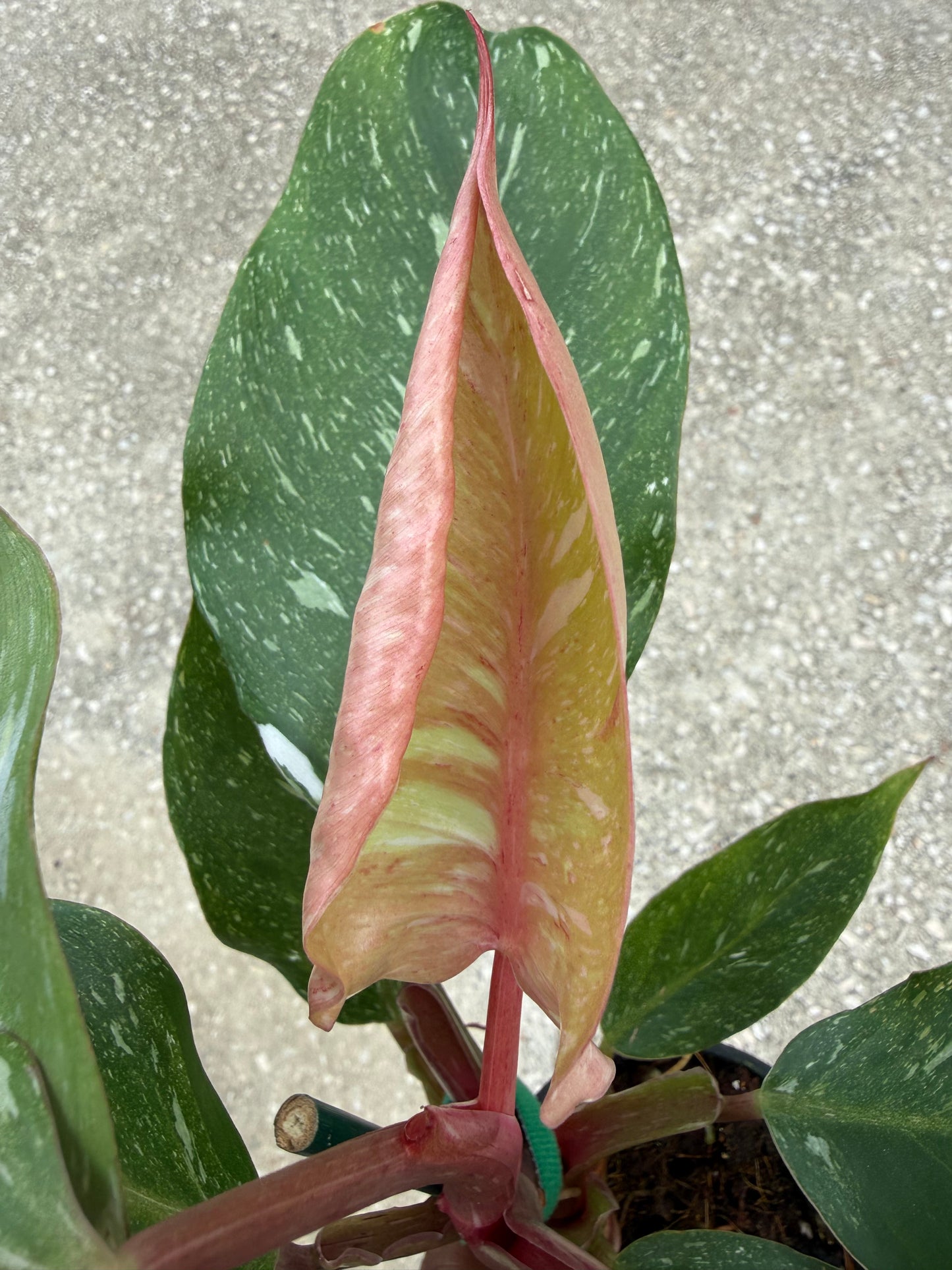 Philodendron 'White Knight' Marble King