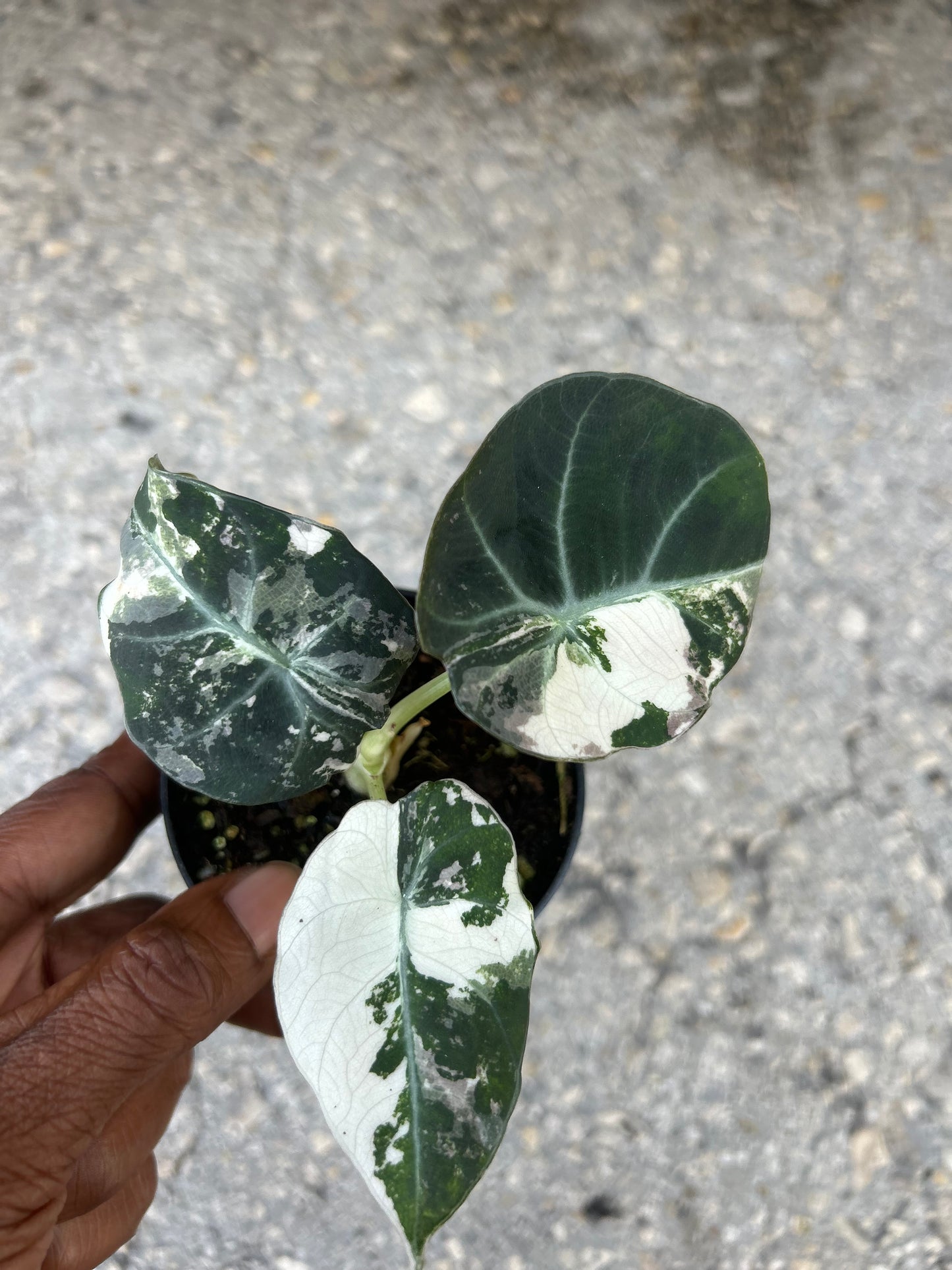 Alocasia Black Velvet Variegated “Pink”