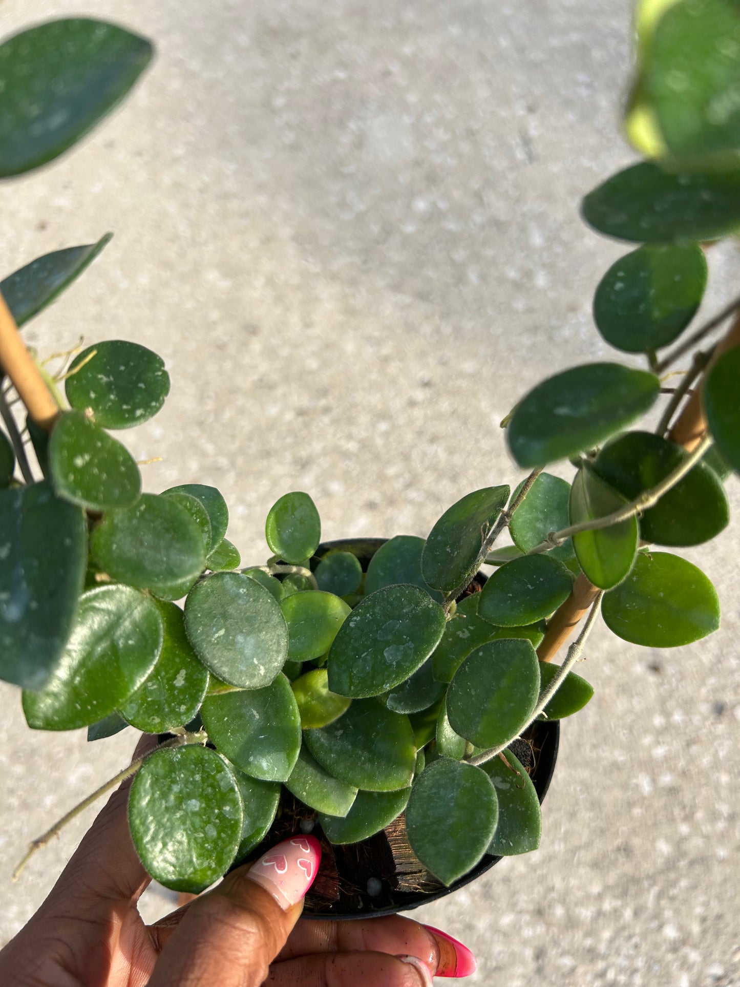 Hoya 'Mathilde Splash'