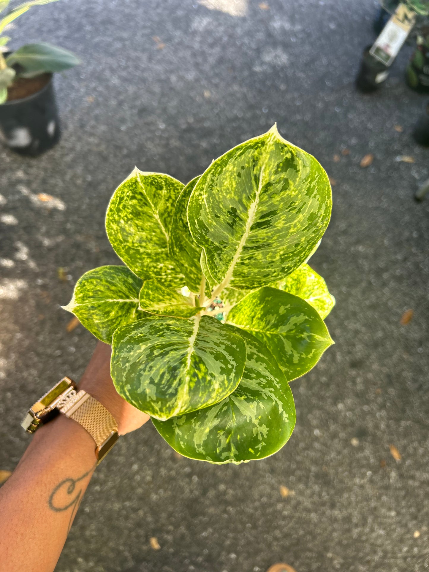 Aglaonema 'Green Papuma'