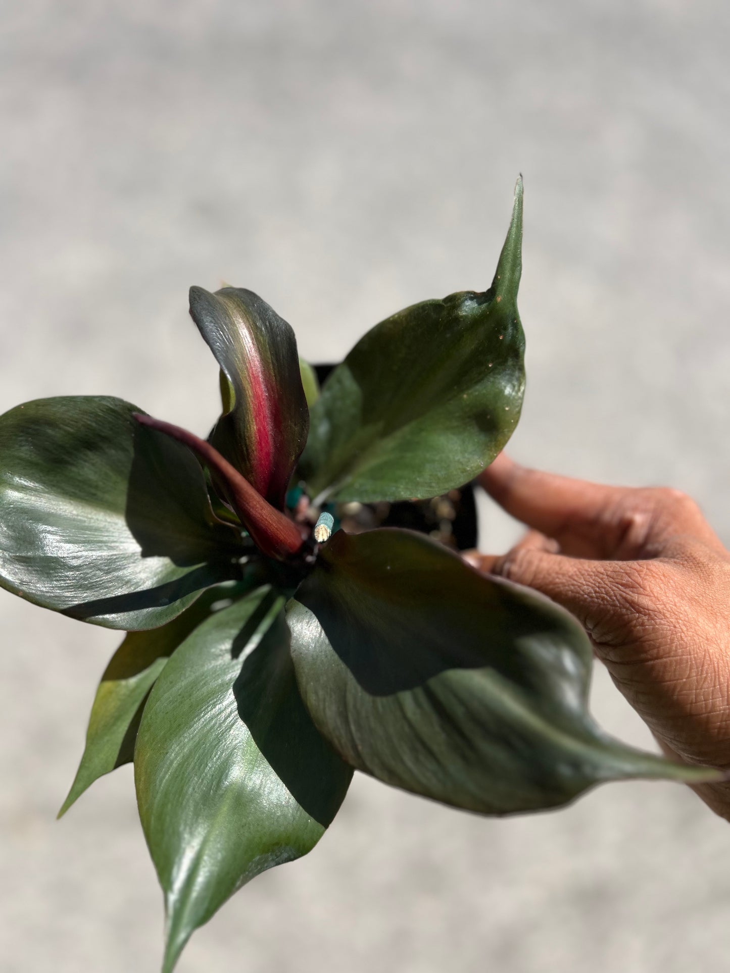 Philodendron 'Red Heart'
