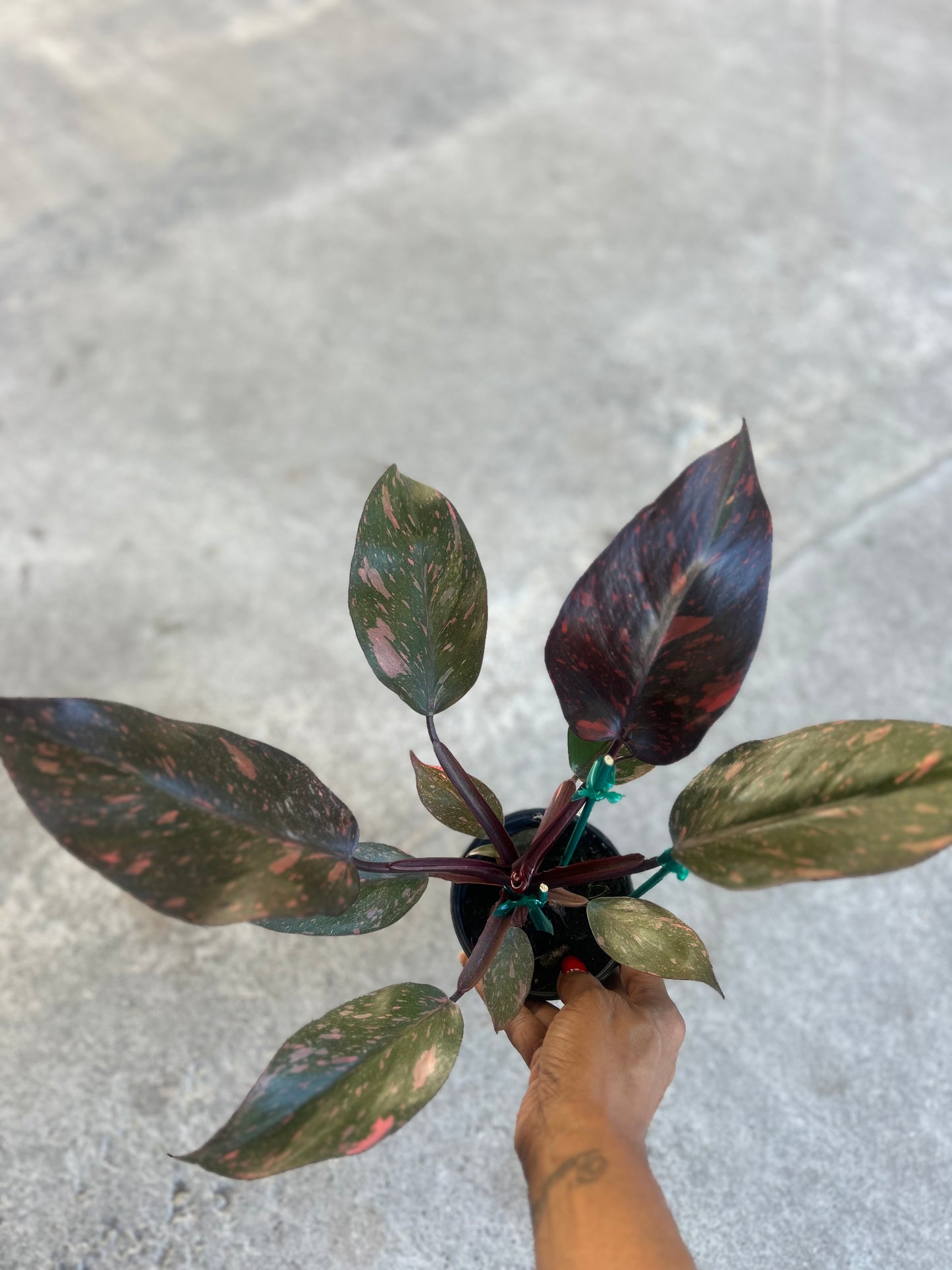 Philodendron 'Orange Princess'