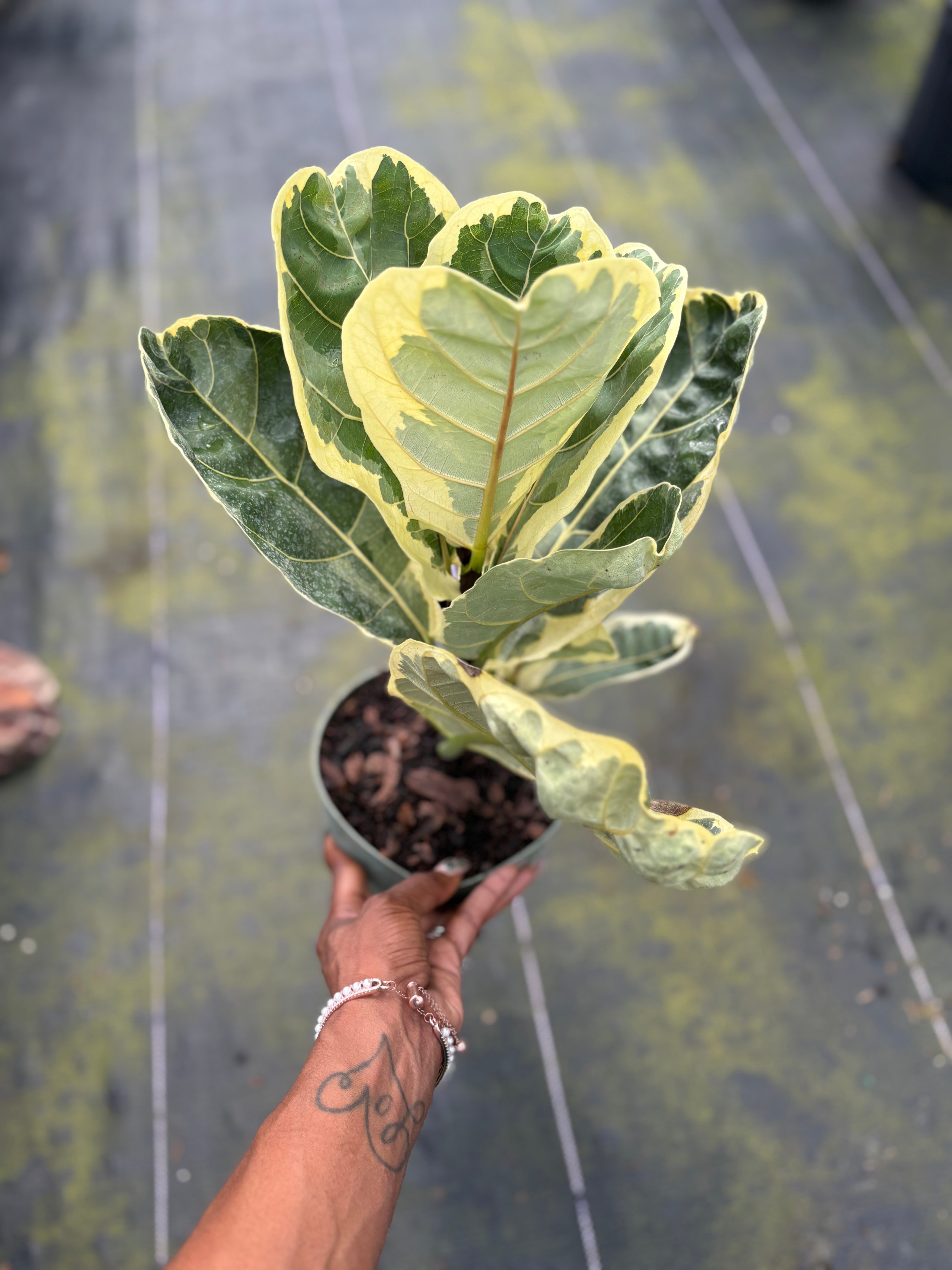 ficus lyrata variegated fiddle leaf fig Ficus Lyrata Variegated 'Fiddle Leaf Fig' – Prop & Grow Plant Shop