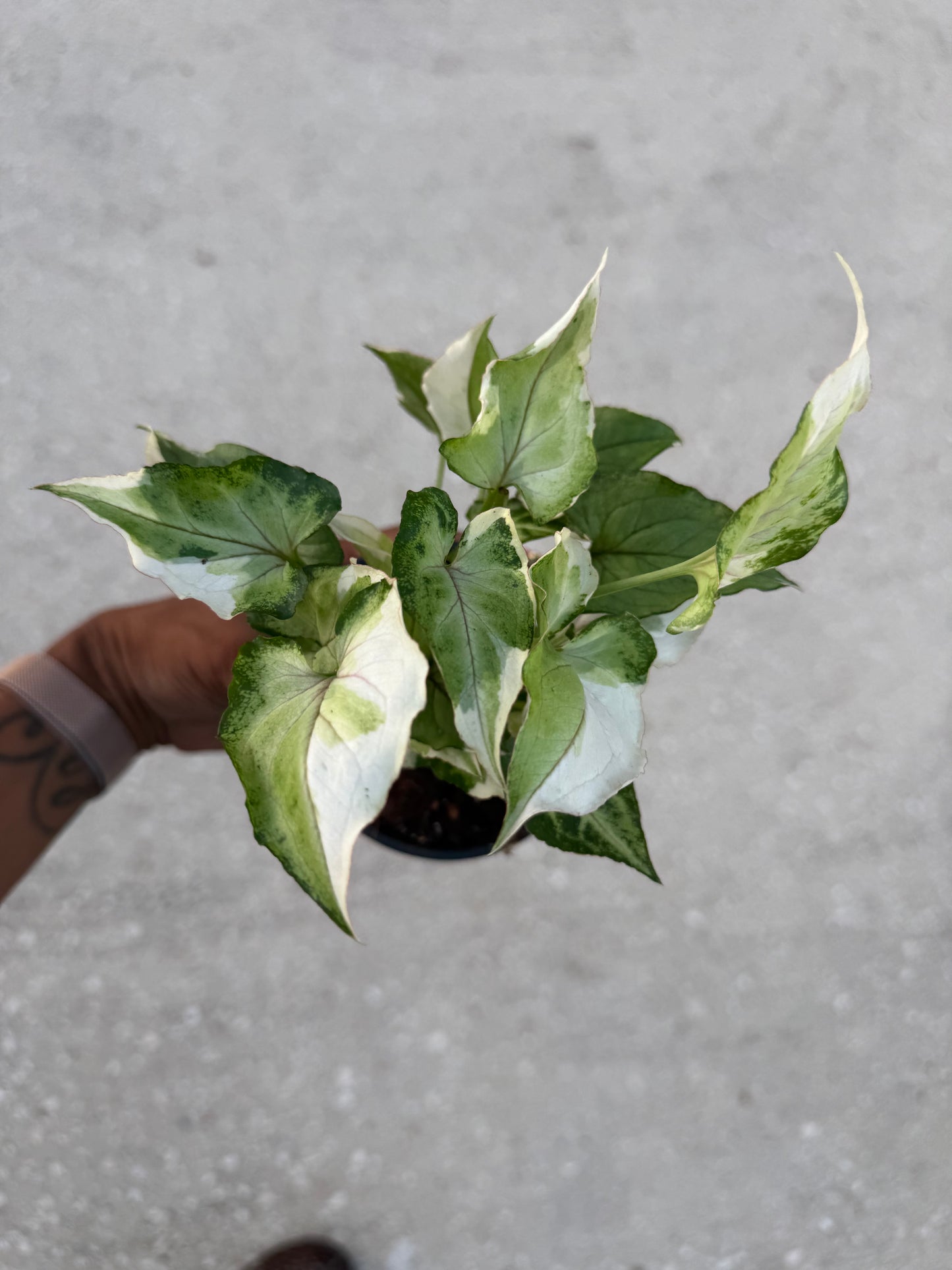 Syngonium White Princess