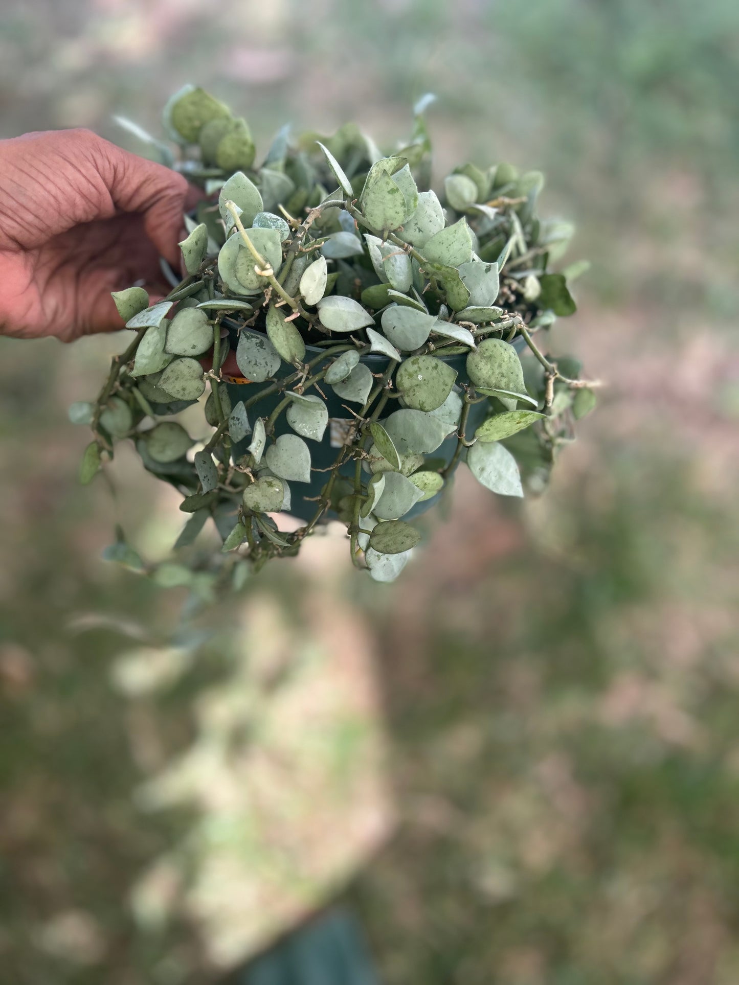 Hoya 'Krohiana Eskimo'