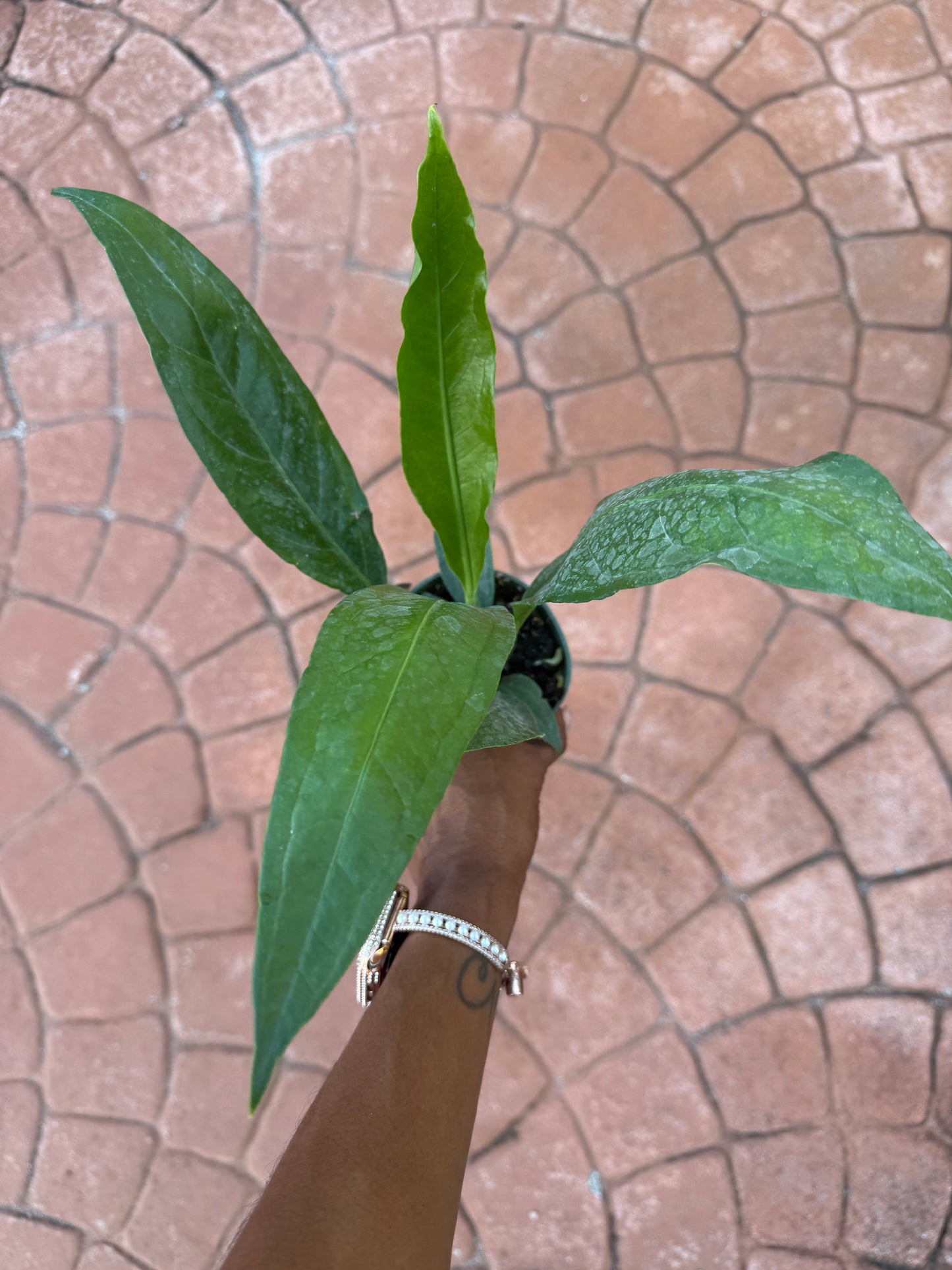 Anthurium Big Bill