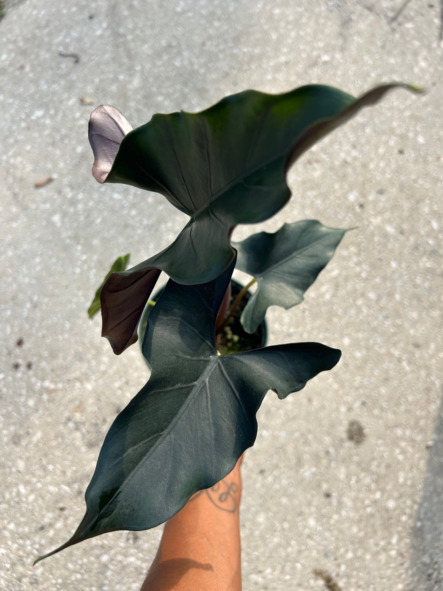 Alocasia 'Purple Cloak'