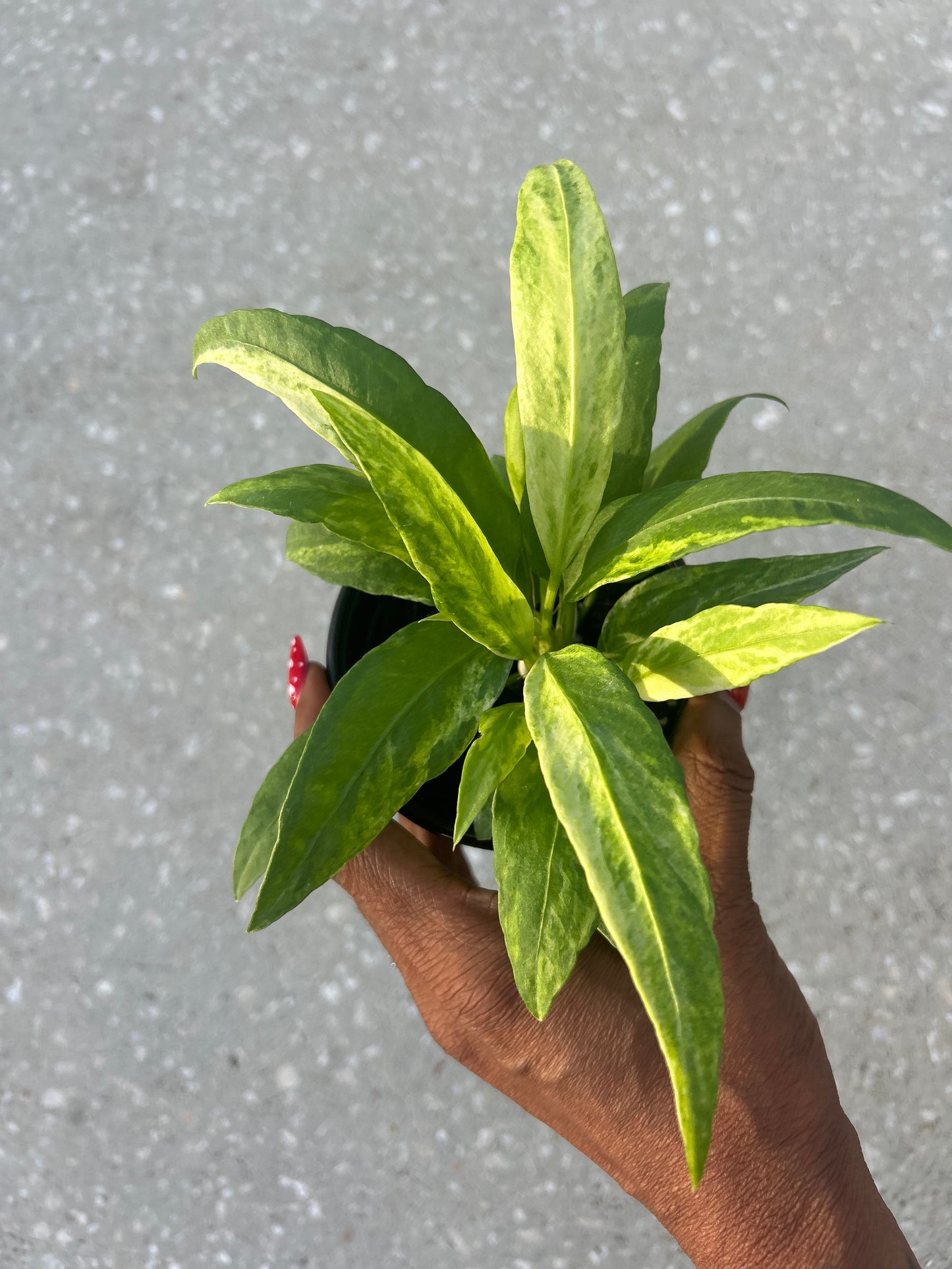 Anthurium Vittarifolium Variegated