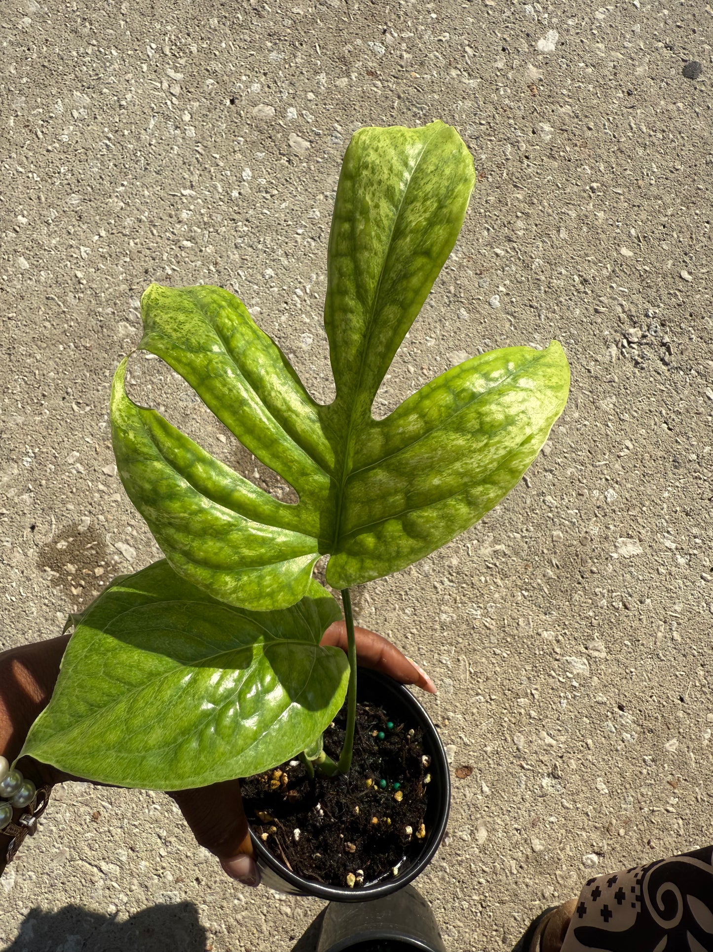 Amydrium 'Medium' Mint