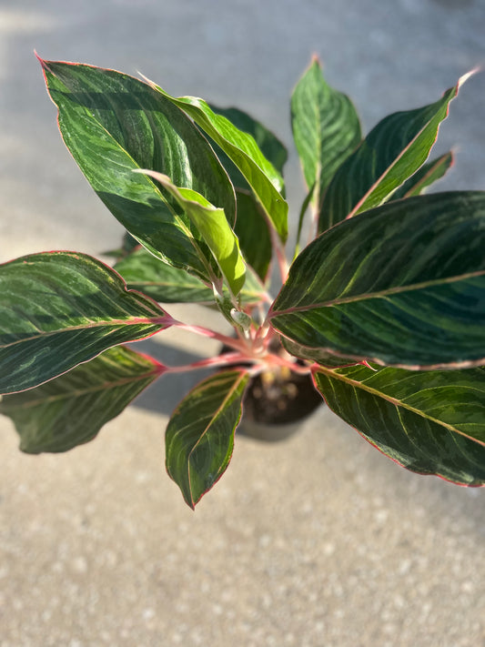 Aglaonema ‘Moonstone Miles’