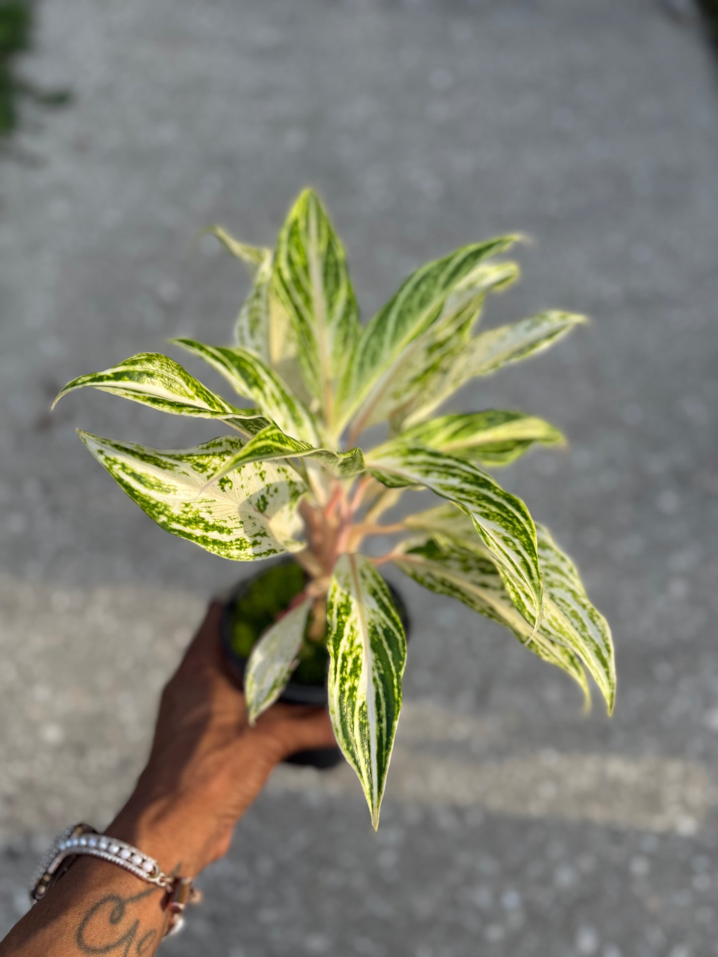 Aglaonema 'White Panama'