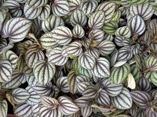 Peperomia 'Piccolo Banda'