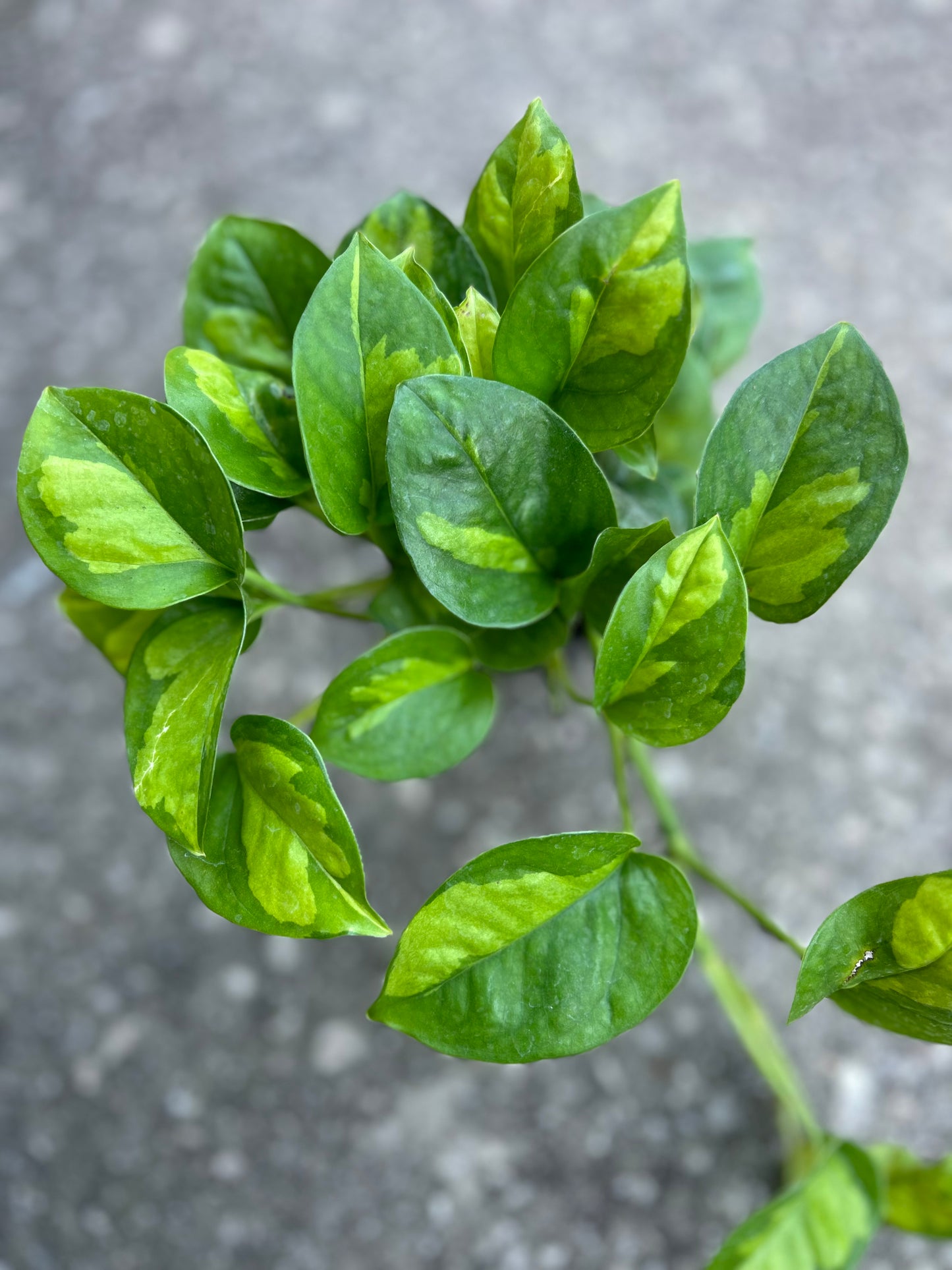 Pothos-Epipremnum Aureum ‘Global Green'