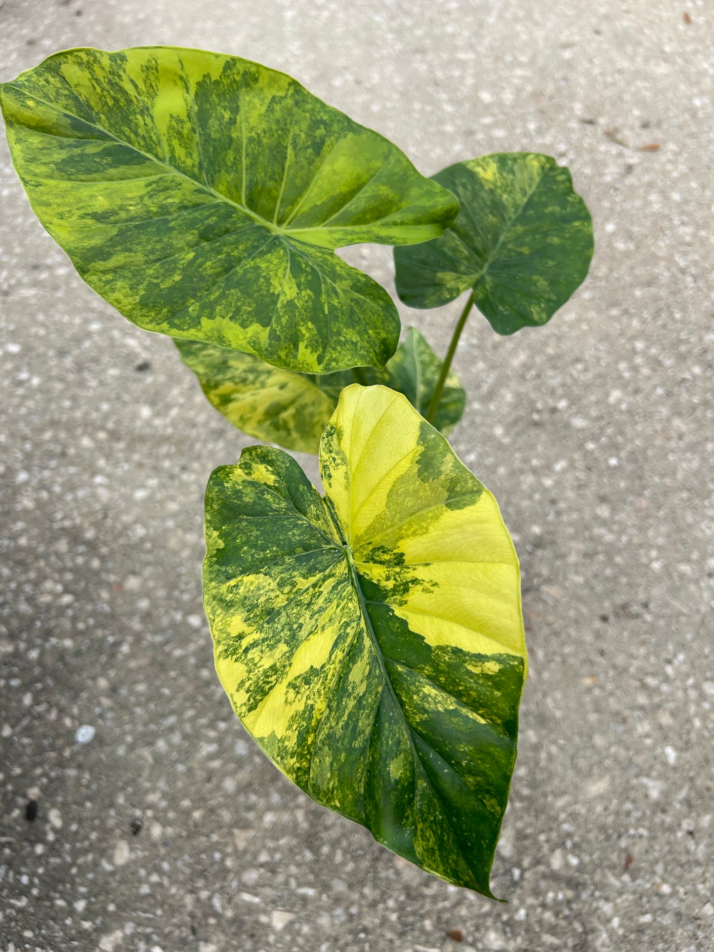 Alocasia Gageana Aurea