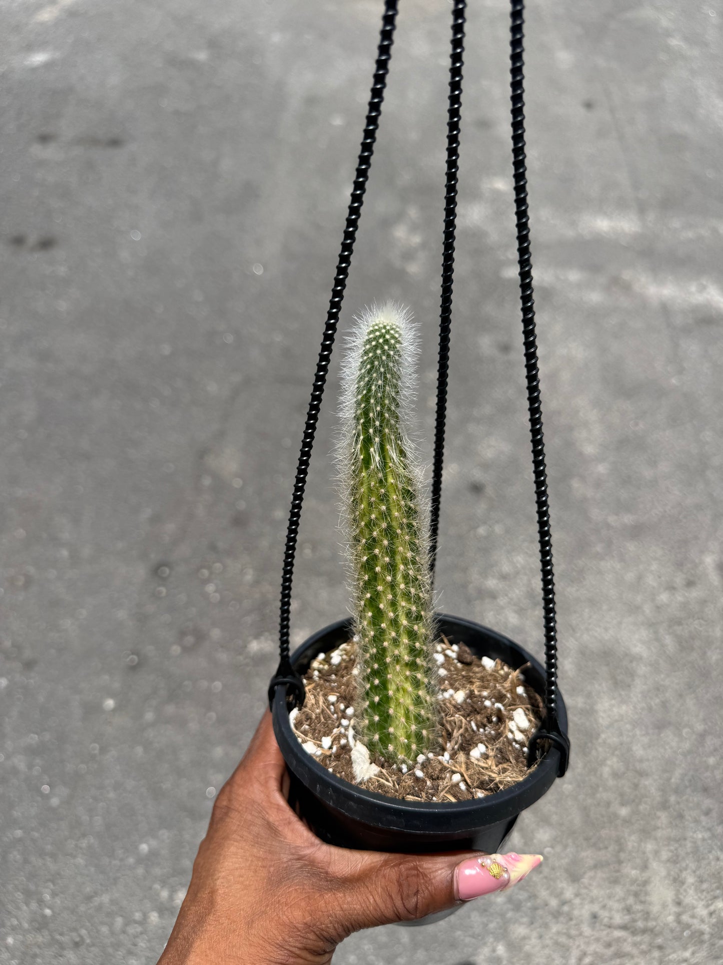 Variegated Monkey Tail