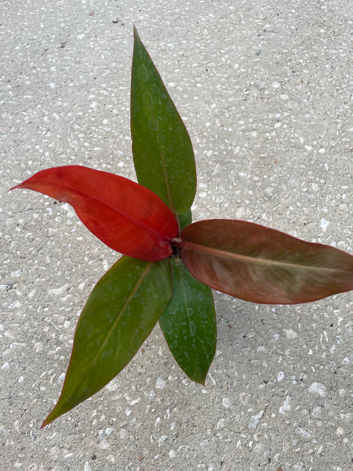 Philodendron 'Sun Red'