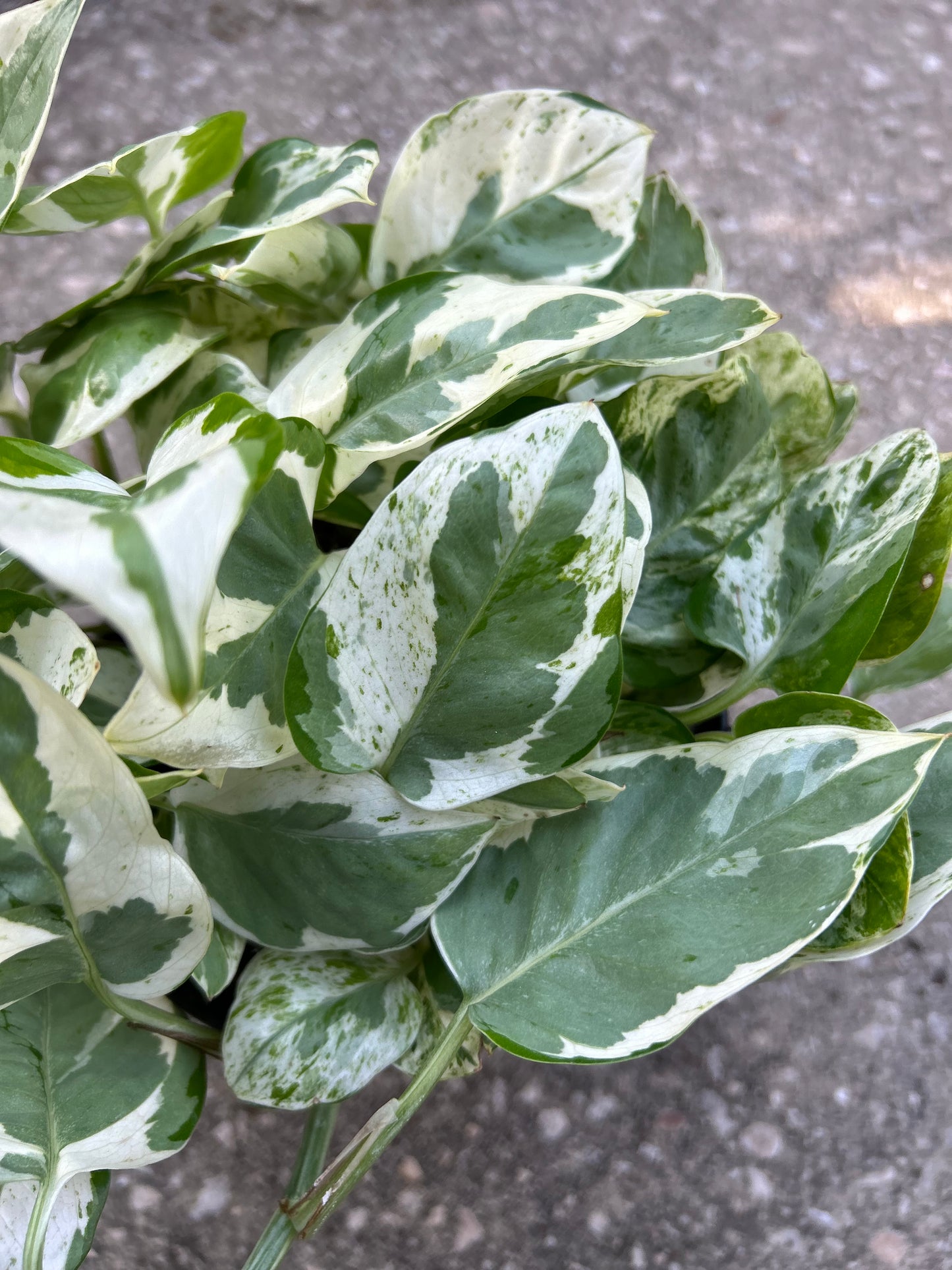 Pothos "Pearls & Jade"