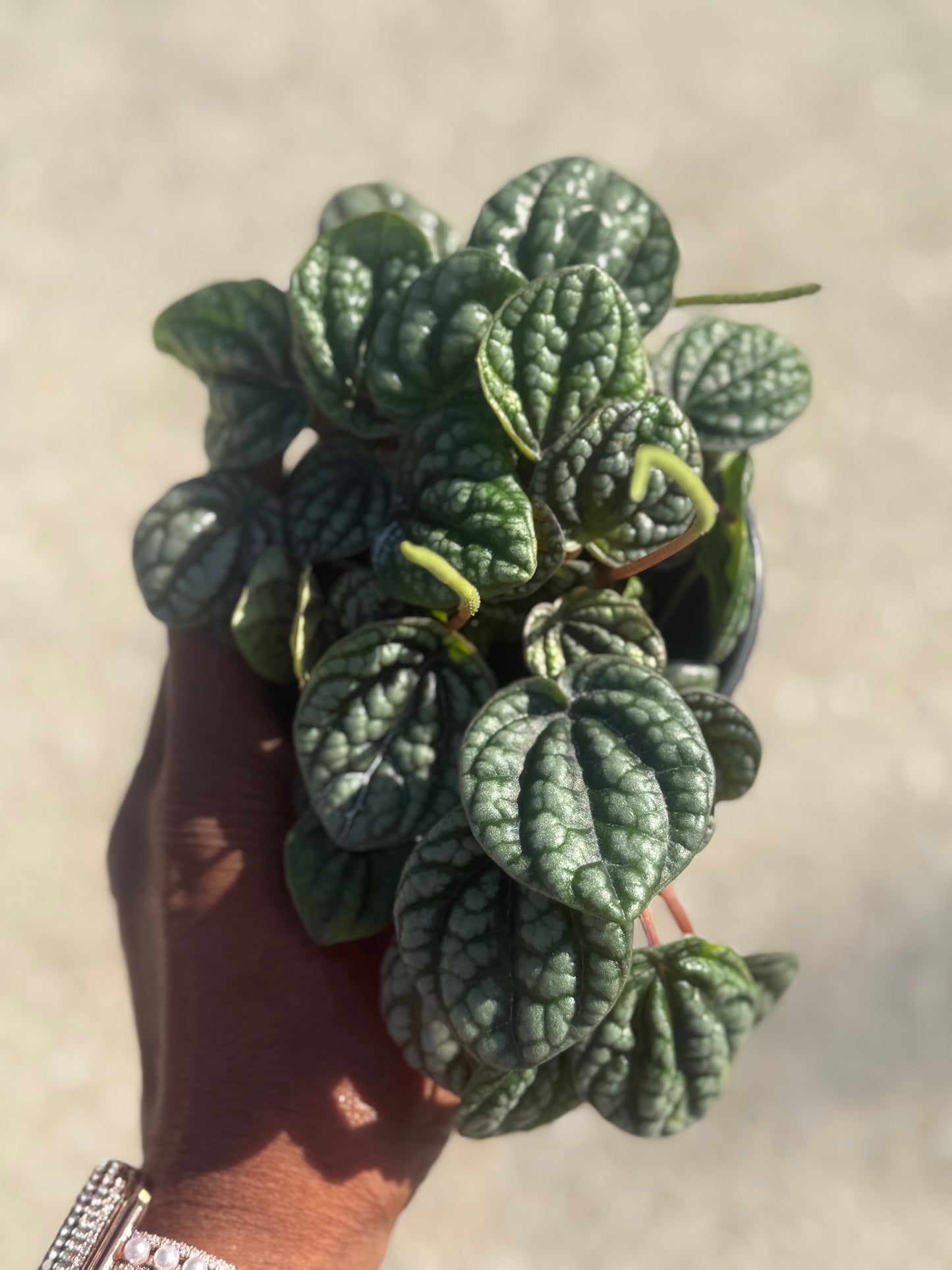 Peperomia 'Burbella'