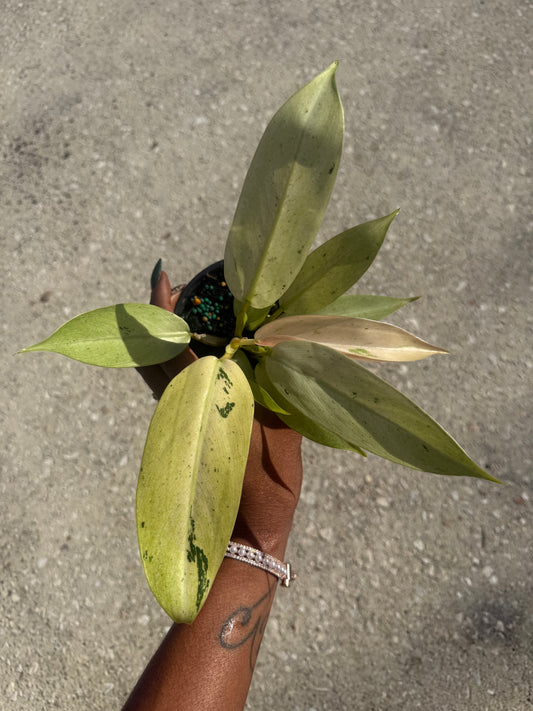 Philodendron 'Whipple Way'