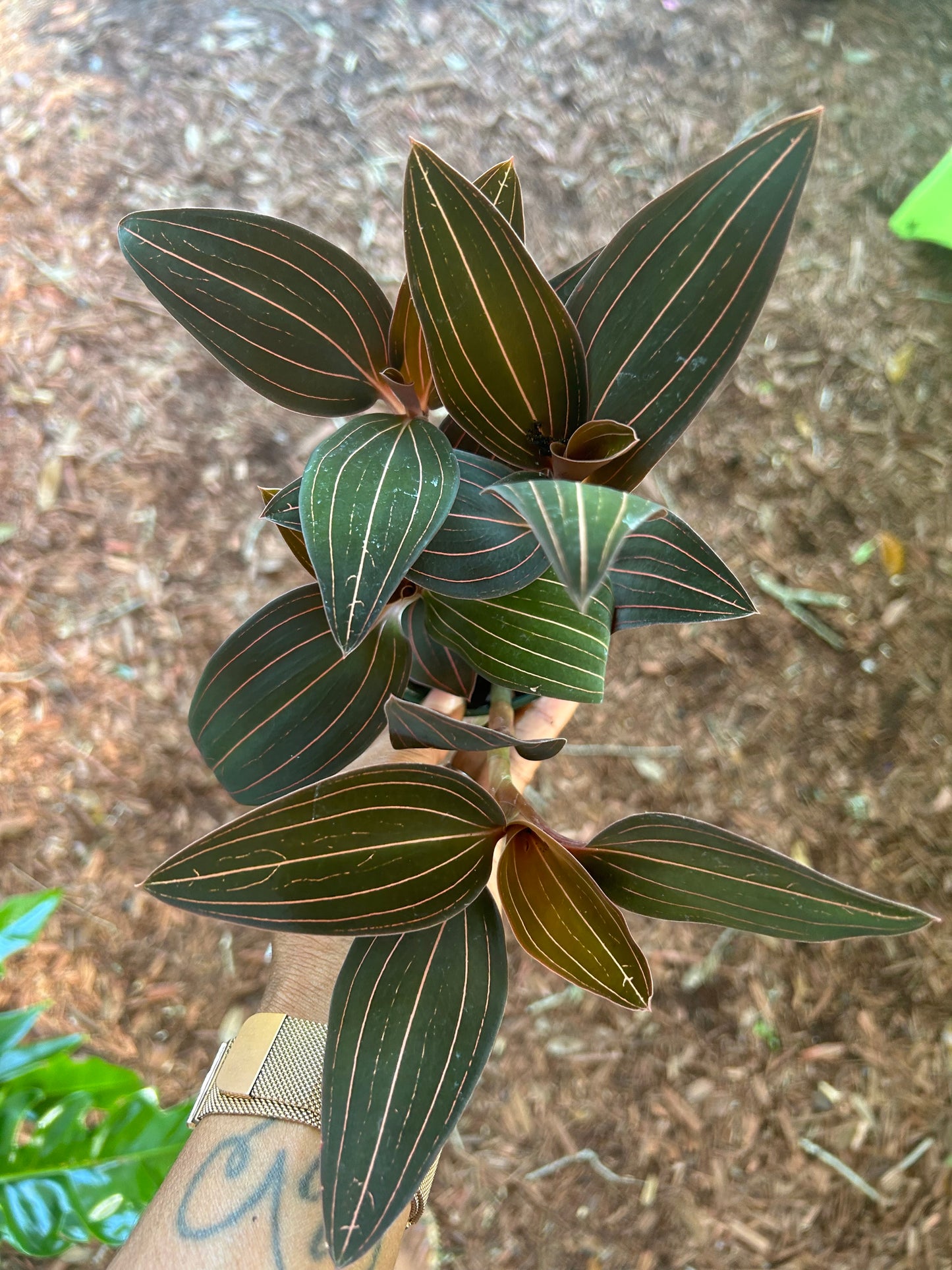 Jewel Orchid (Ludisia Discolor)