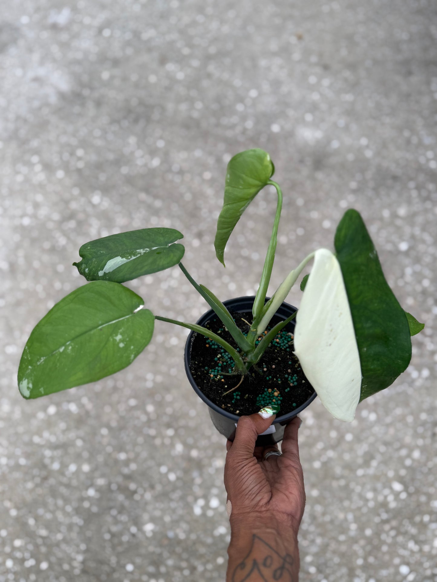 Syngonium 'Chiapense' Variegated