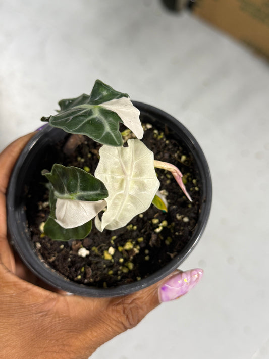 Alocasia Polly ‘Pink’