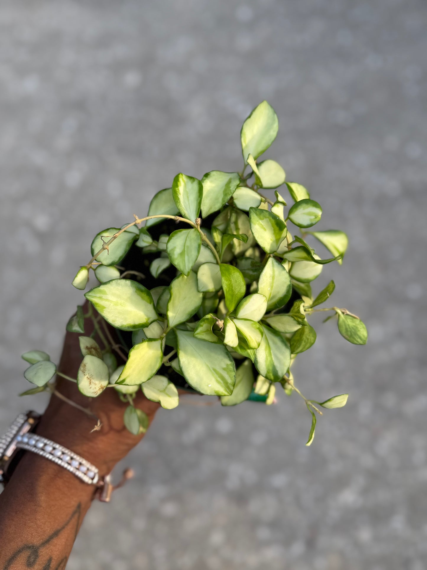 Hoya Heuschkeliana Variegata