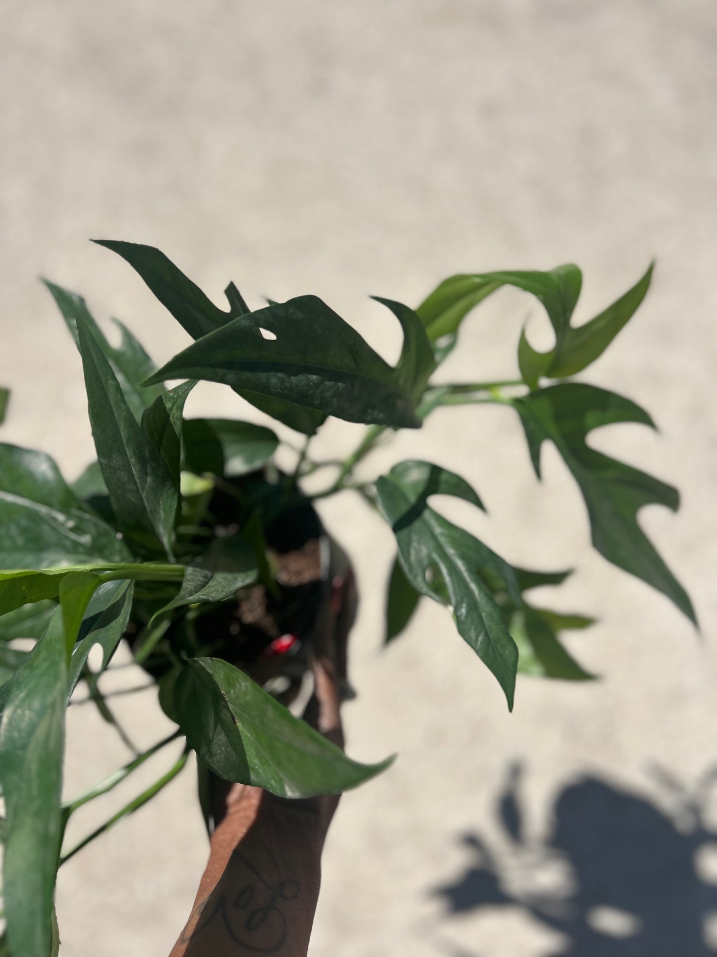 Epipremnum "Pothos" Baltic Blue