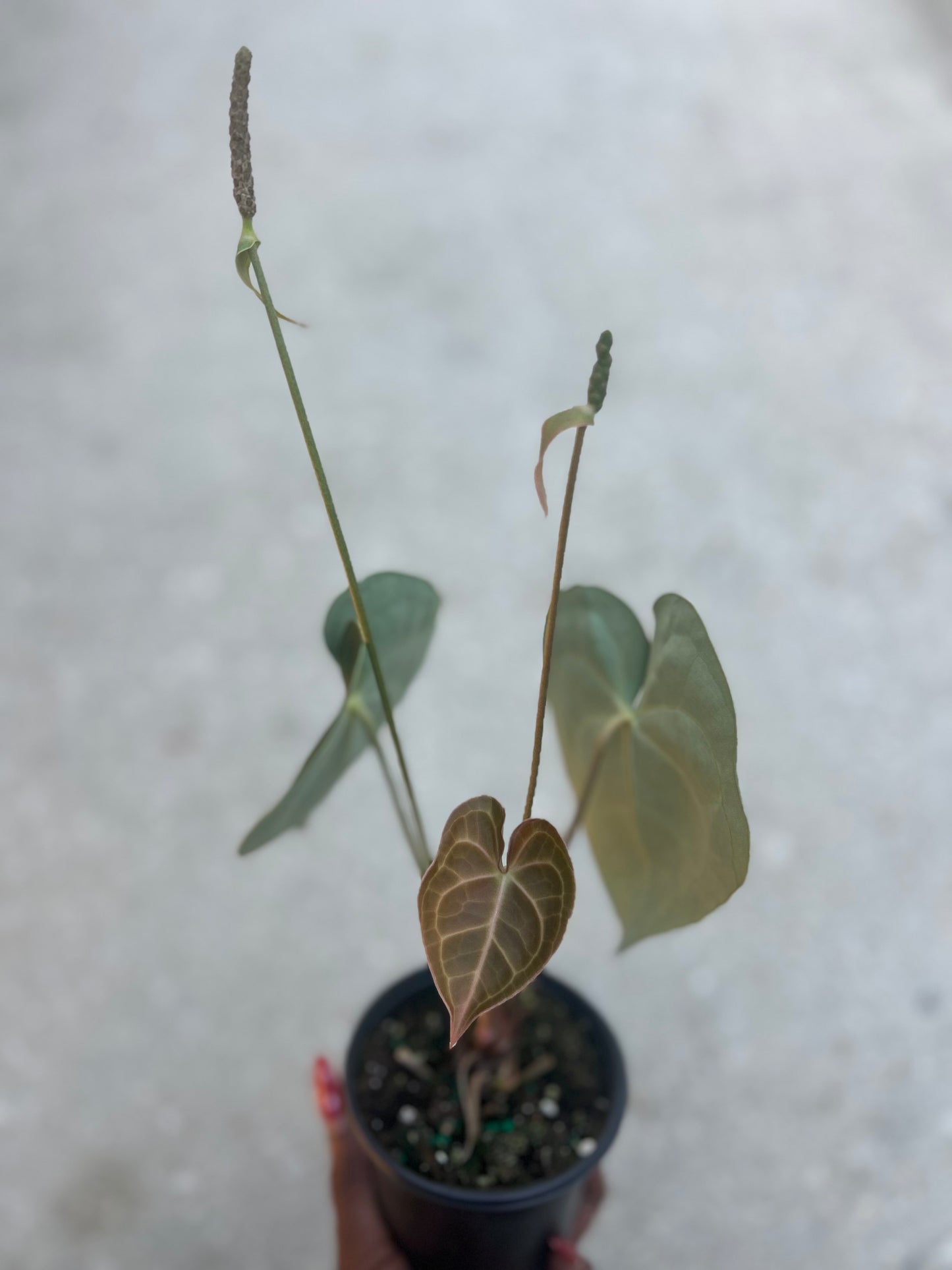 Anthurium clarinervium